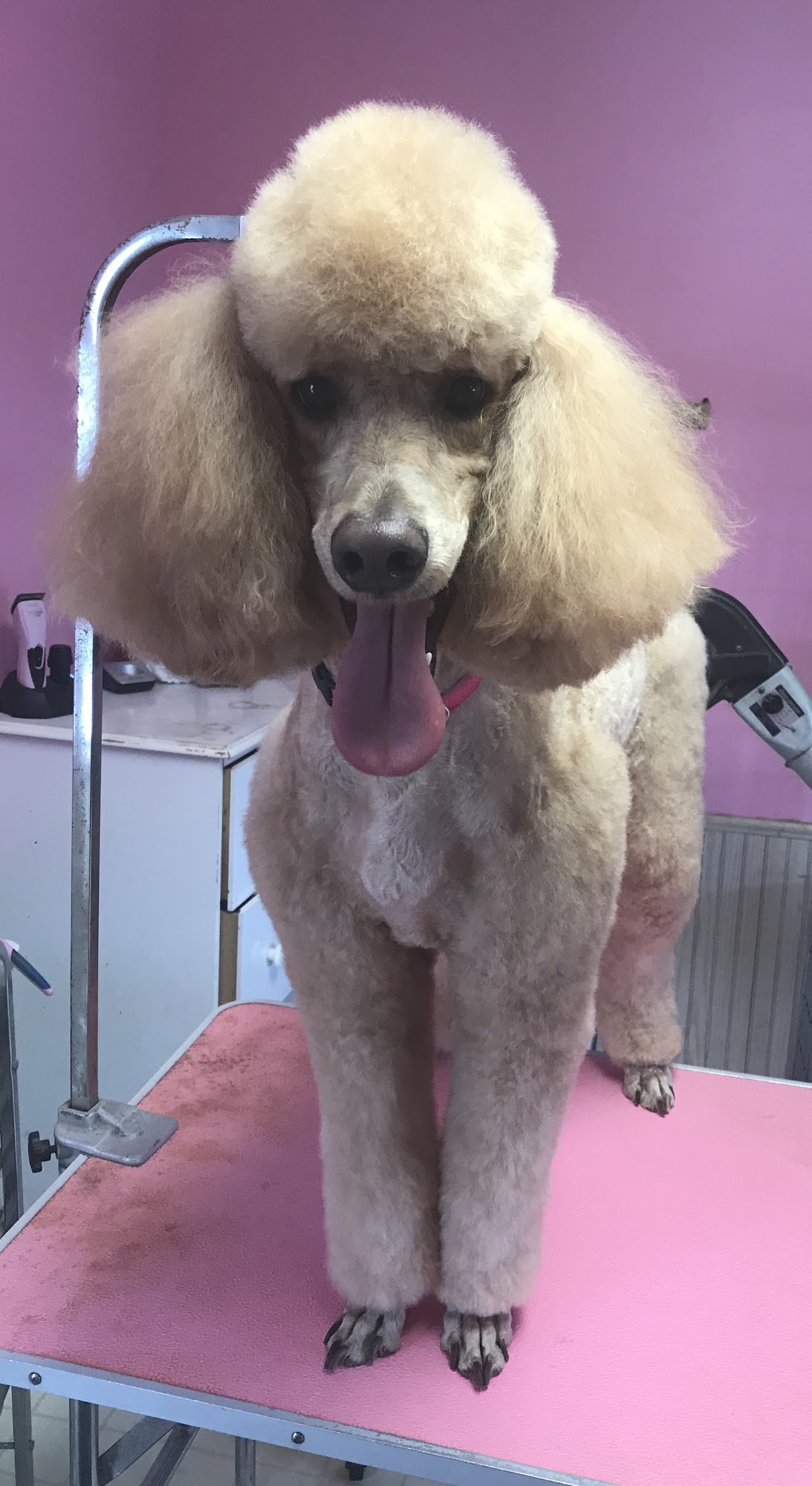 Pet Spa Salon Youngstown