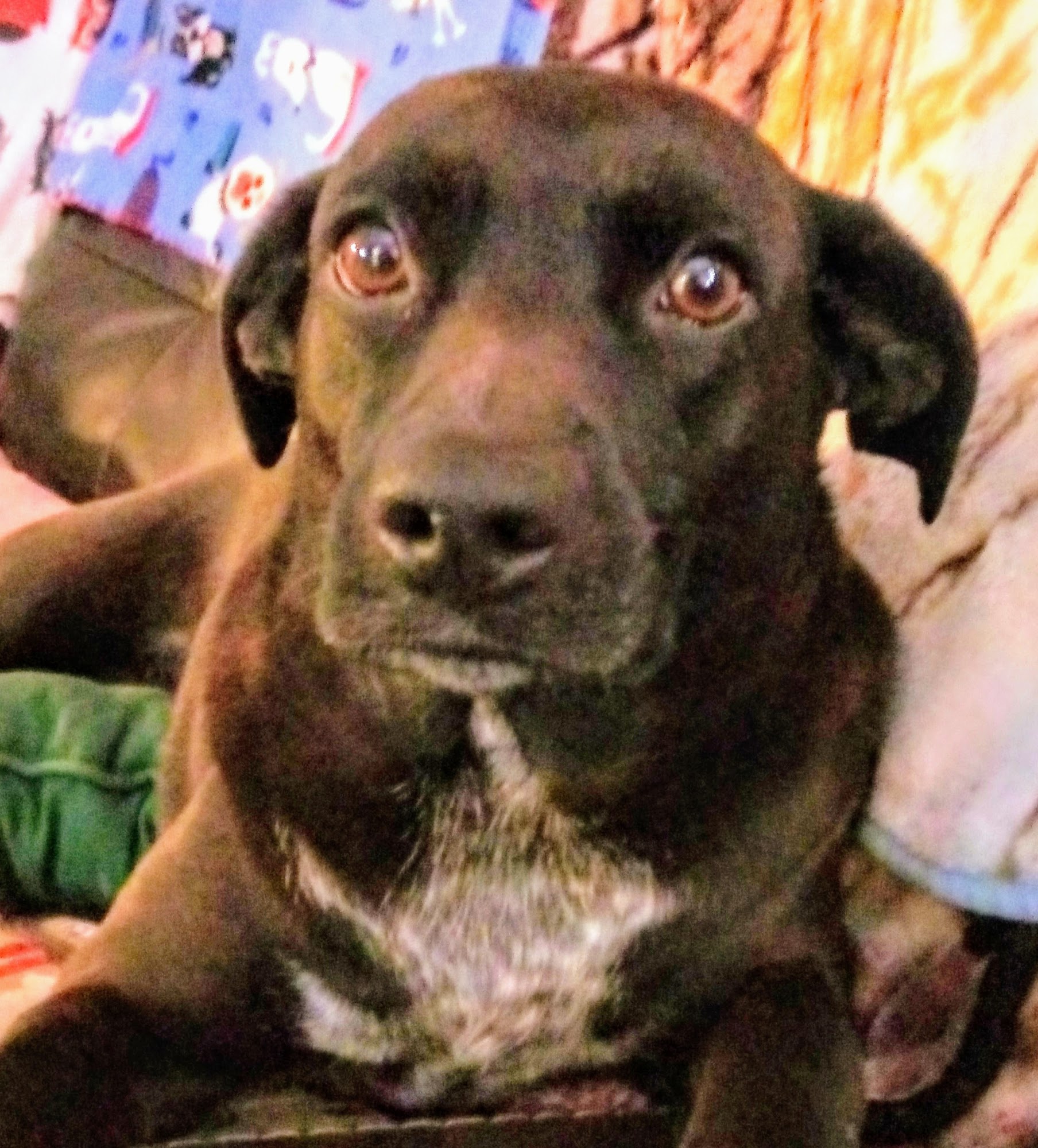 Countryside Animal Clinic Zanesville