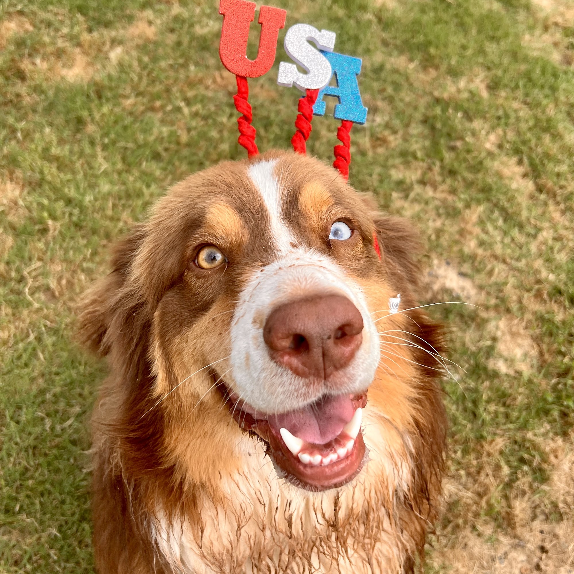 Top Dog Ranch Broken Arrow