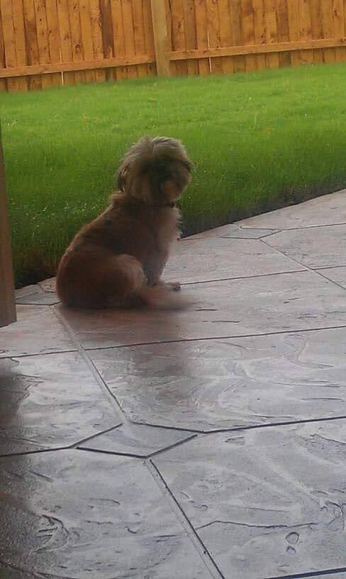 Somebody's Darlin Choctaw