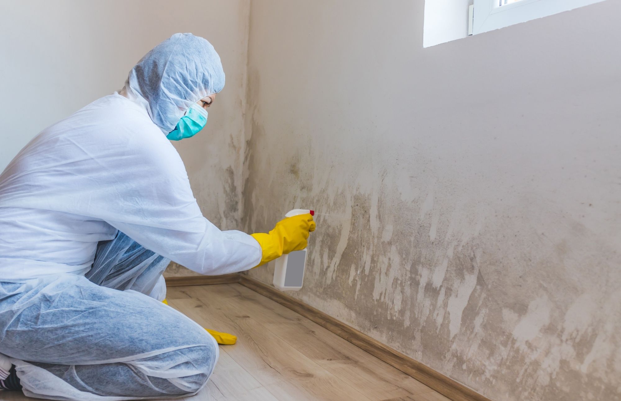 Arcadia Lake Mold Experts