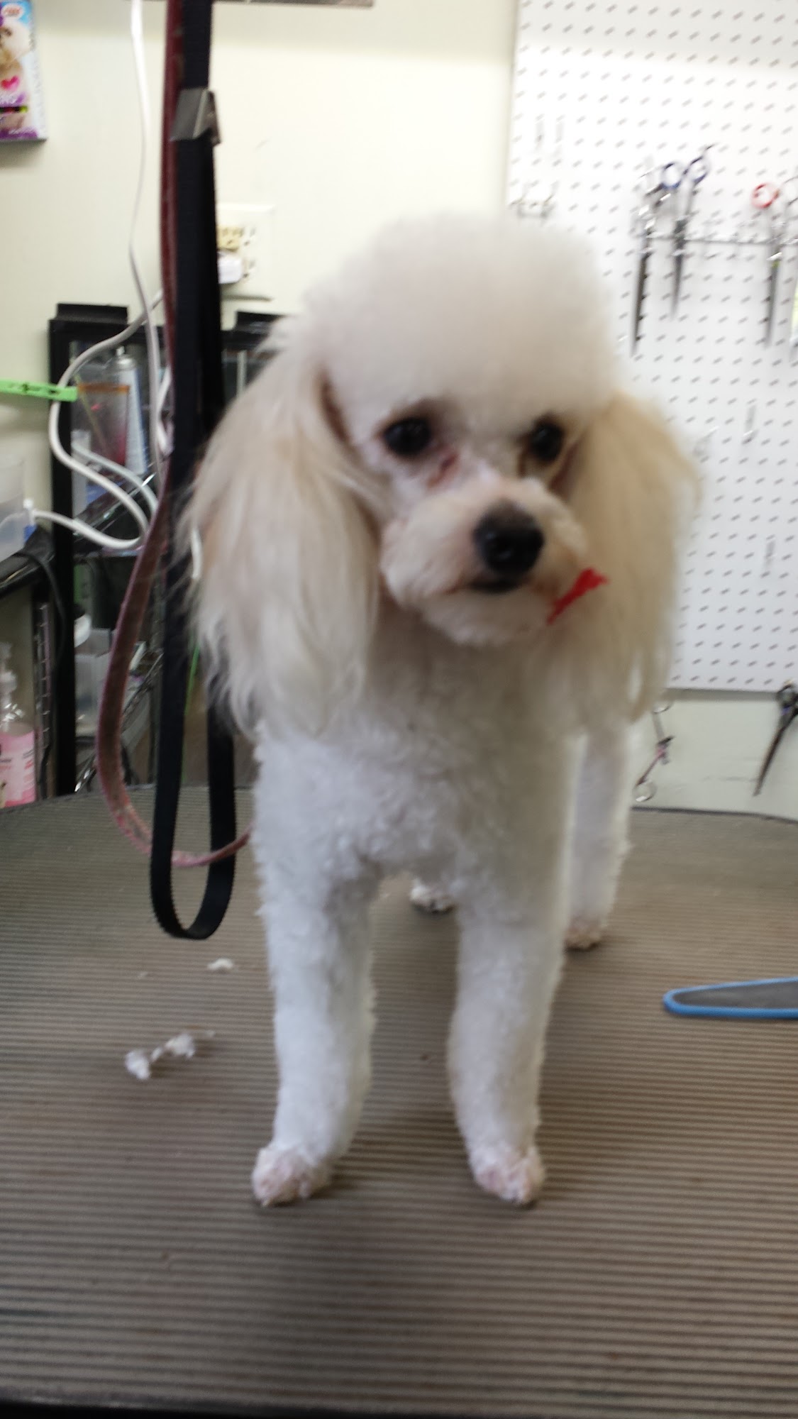 Puppy Paws Grooming 20440 NE 23rd St, Harrah Oklahoma 73045