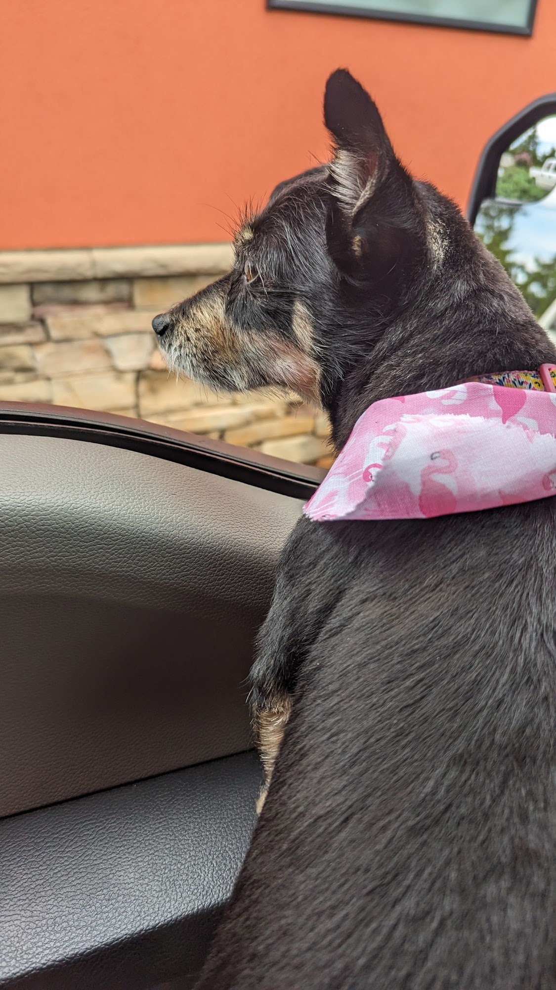 The Chisolm Tails Pet Styling Mustang