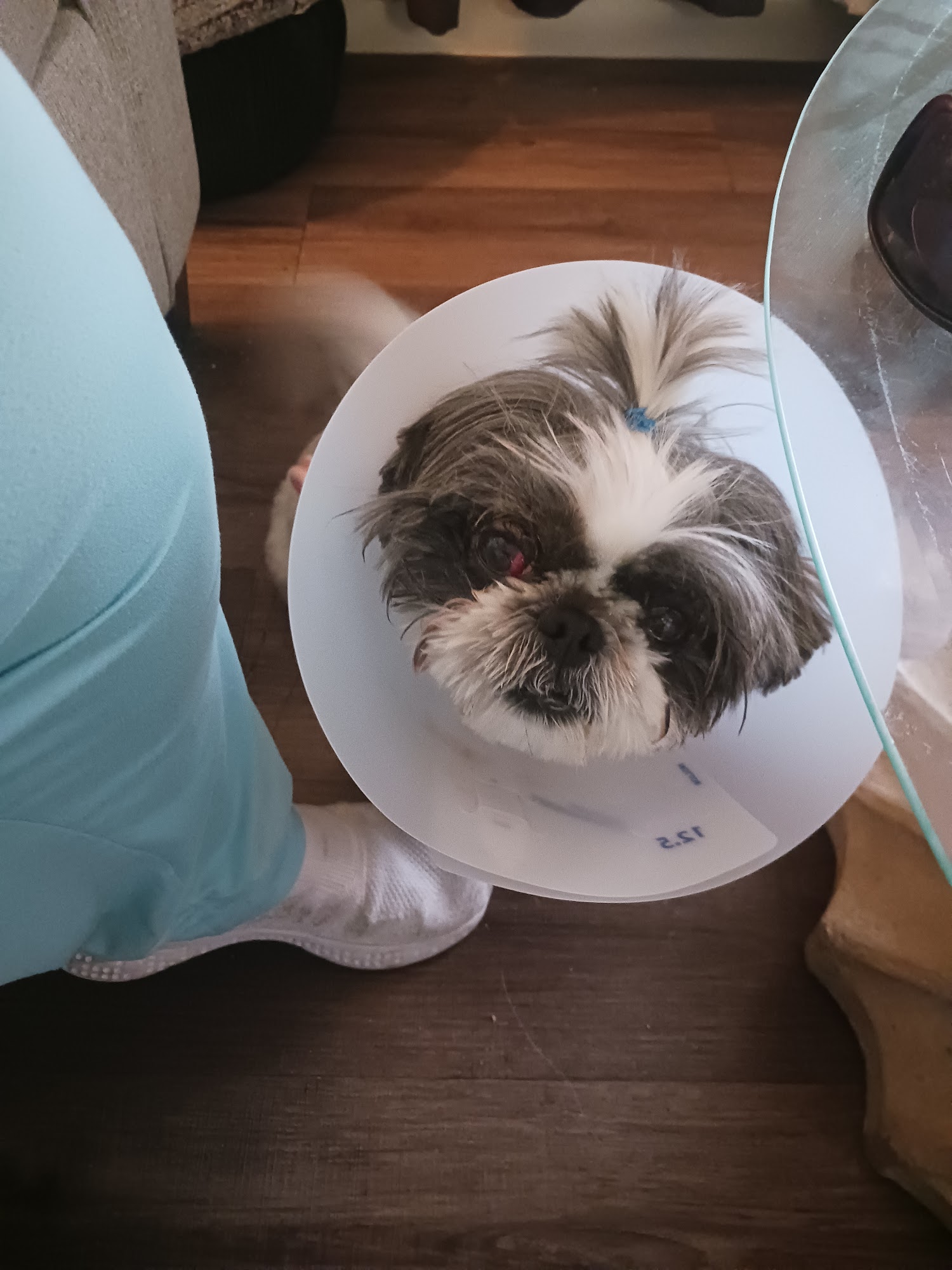 Adriana's Pet Salon Mustang