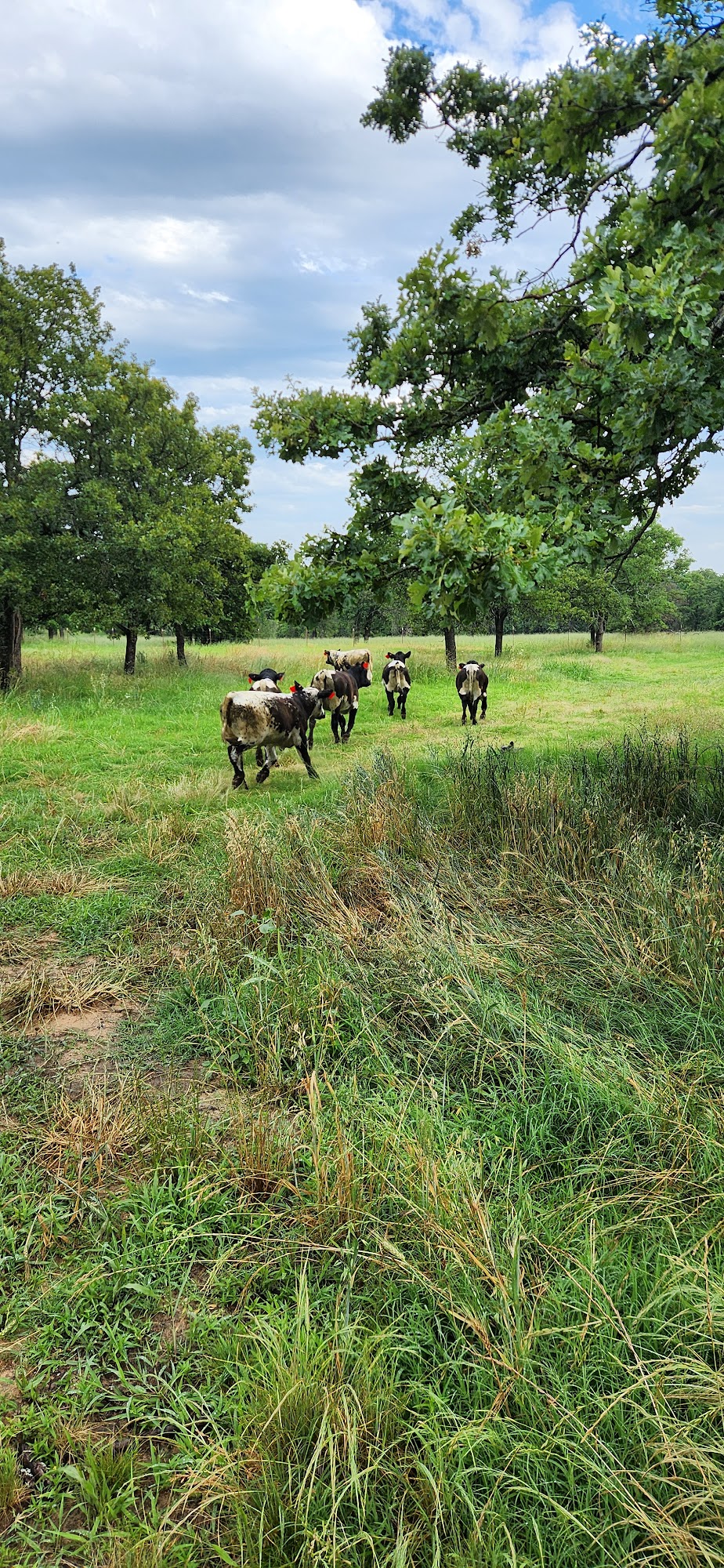 Professional Animal Health Center