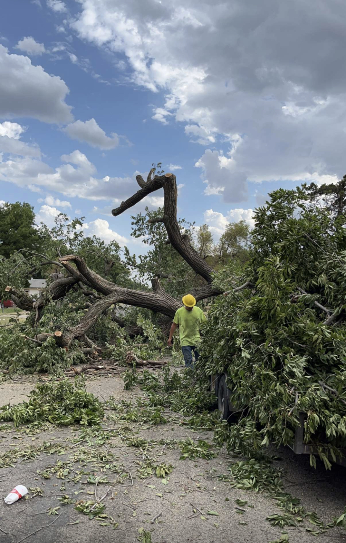Arbor Surgeon Tree Service