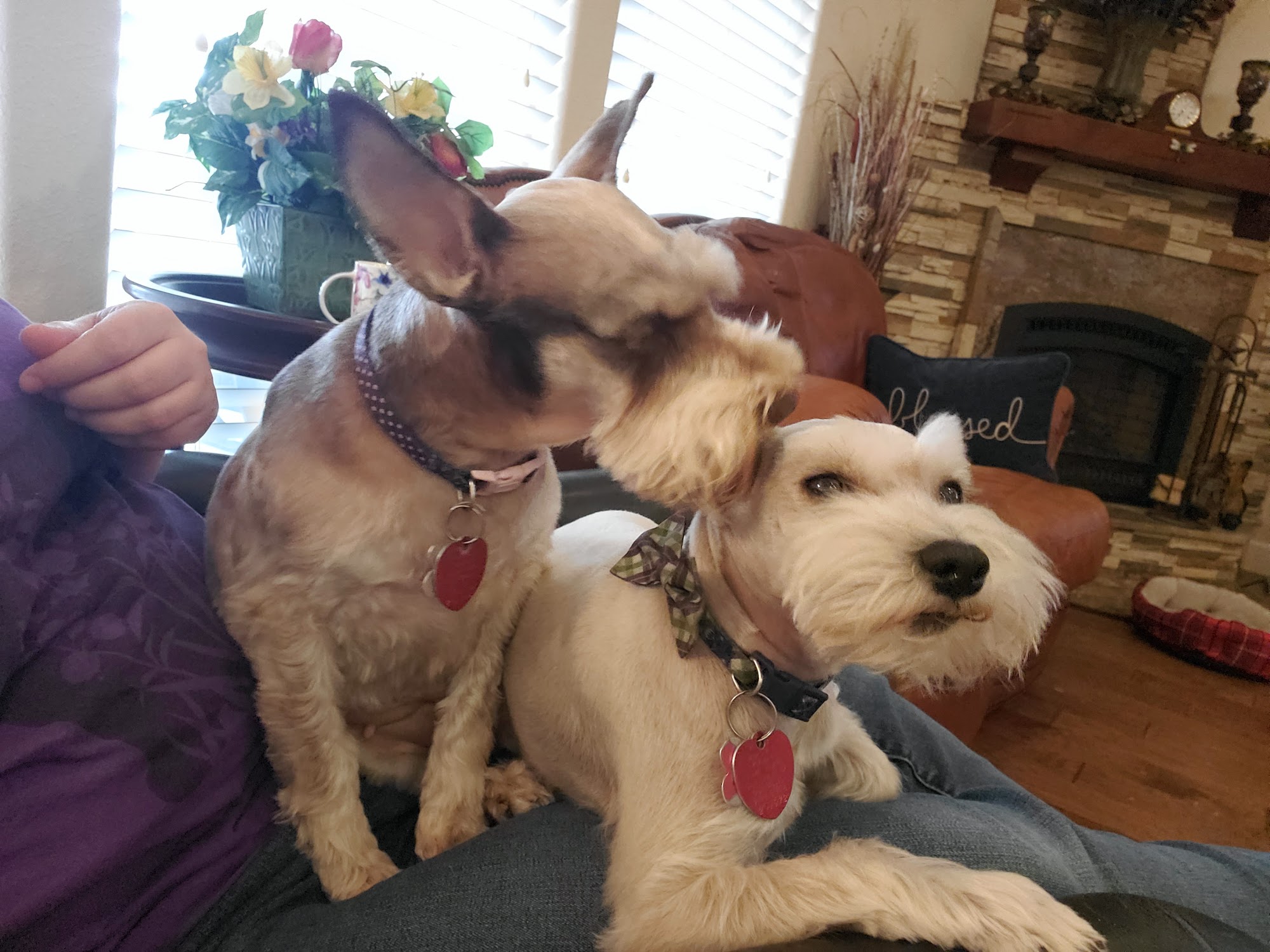 Paws of Fun Grooming Sand Springs