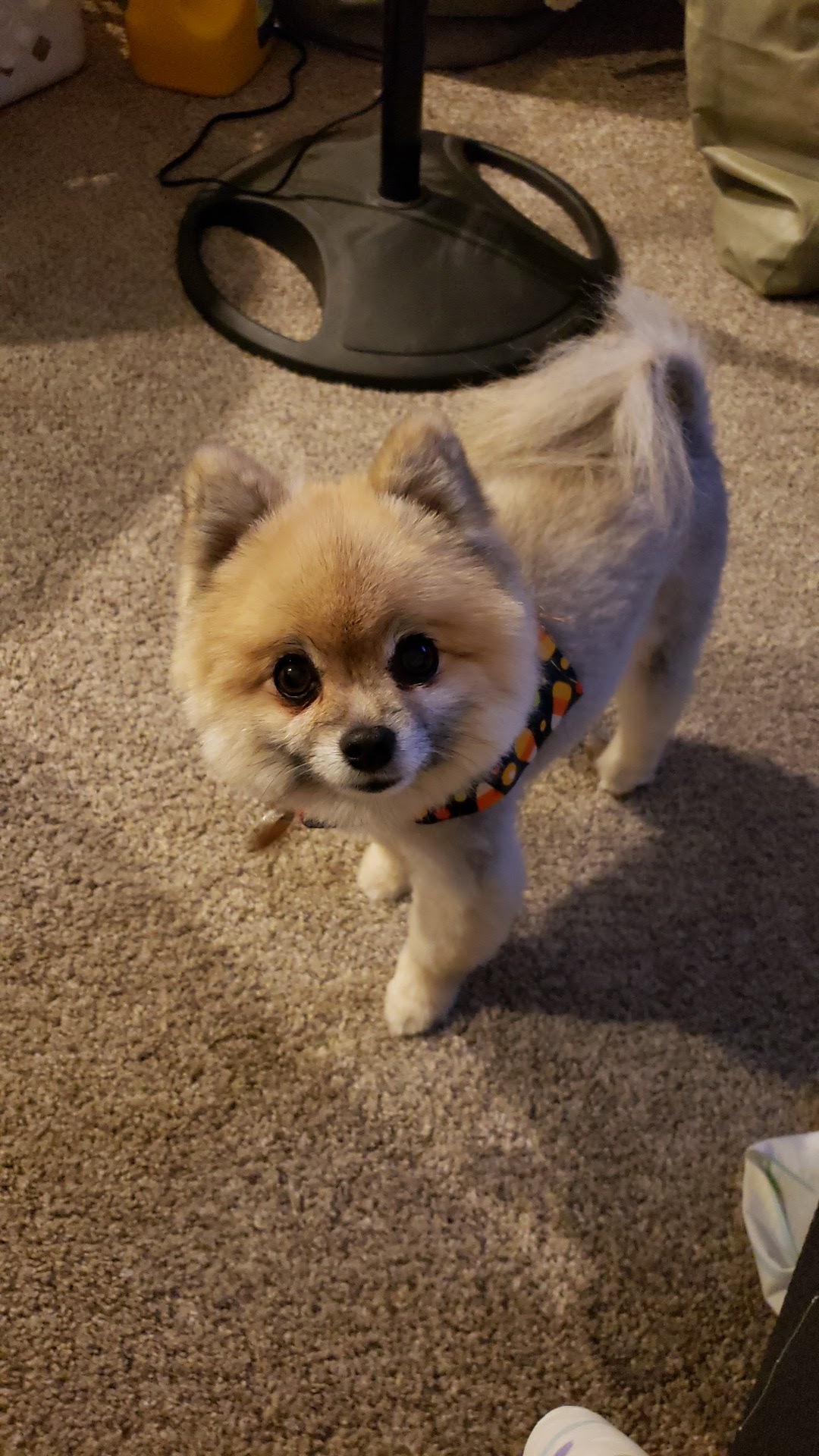 Canine Cottage Spiro