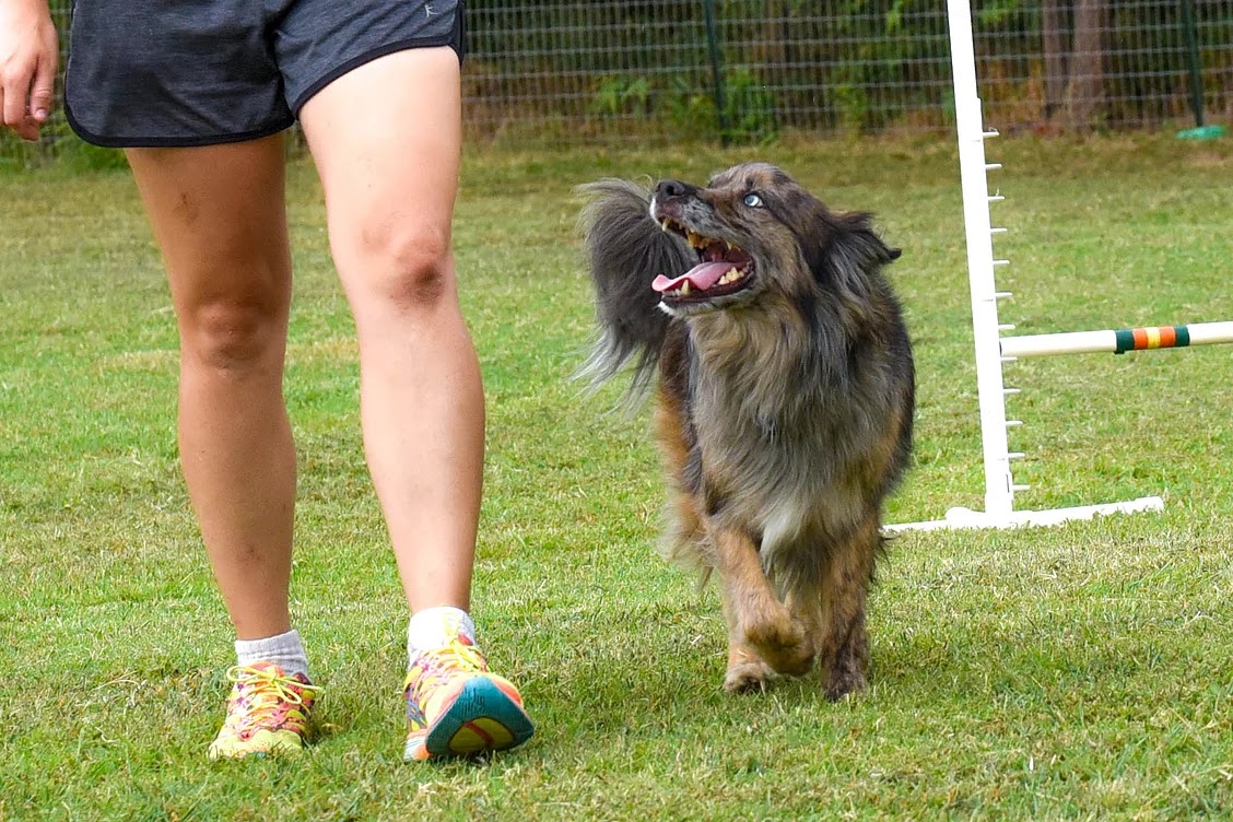 Kinetic K9s LLC Stillwater