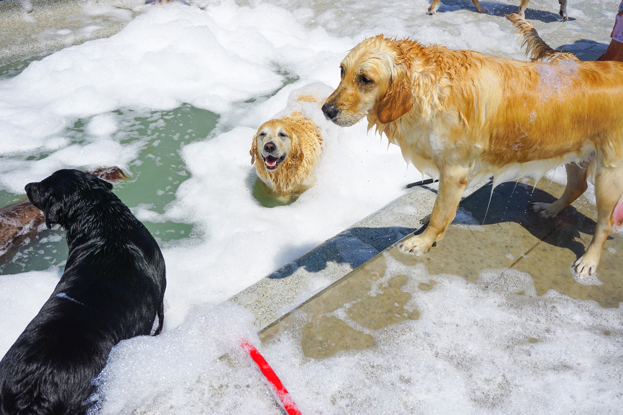 Woodland West Pet Resort Tulsa