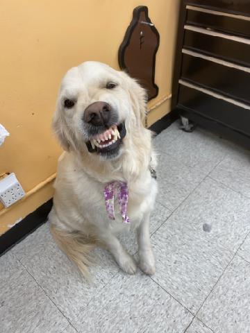 Cathy's Critter Cuts Tulsa