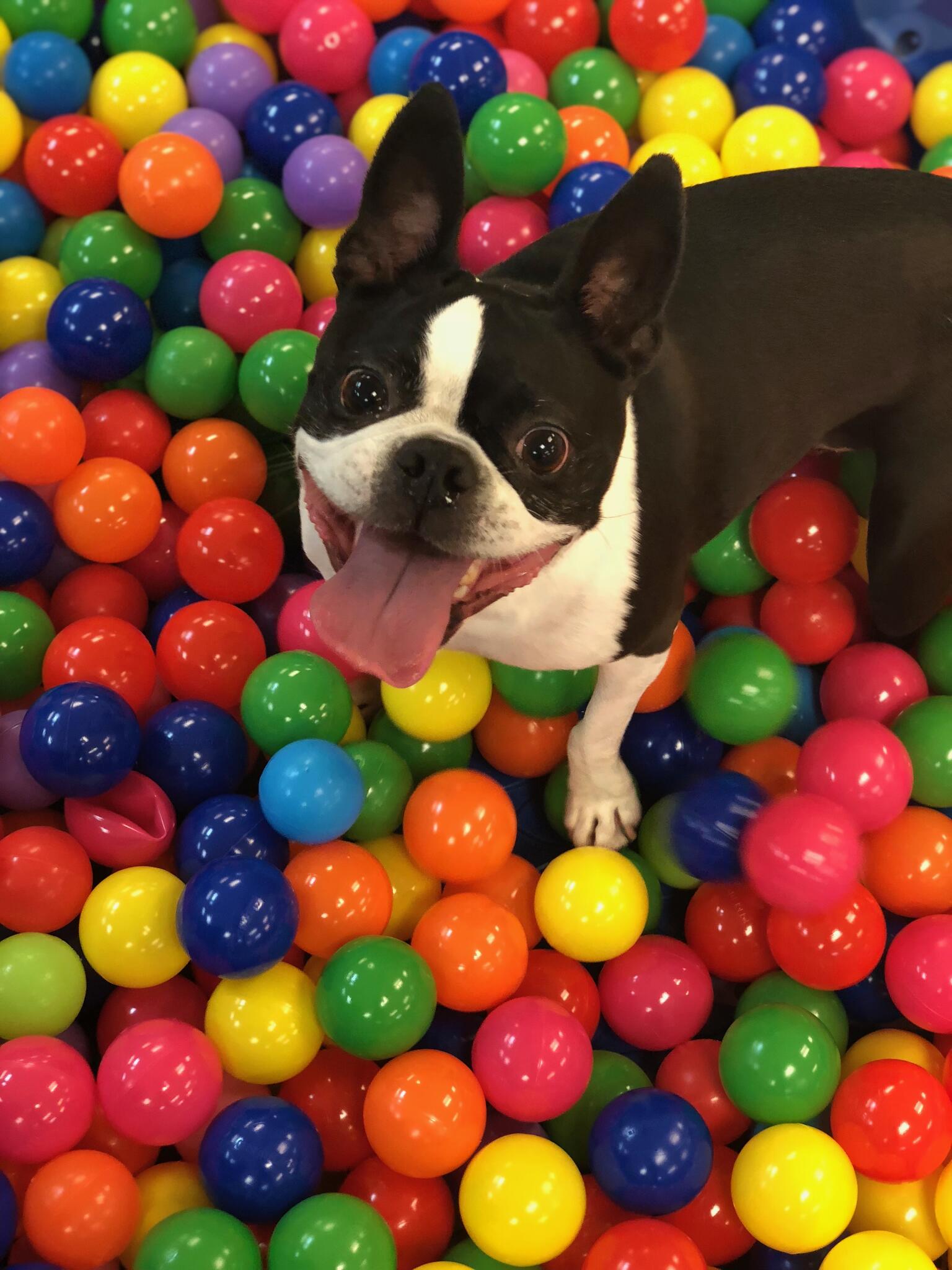 Dogville Daycare & Boarding Tulsa
