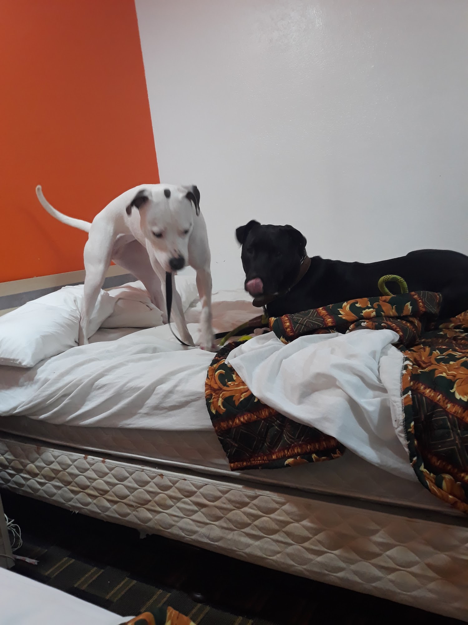 Pampered Paws Dog Spa Tulsa