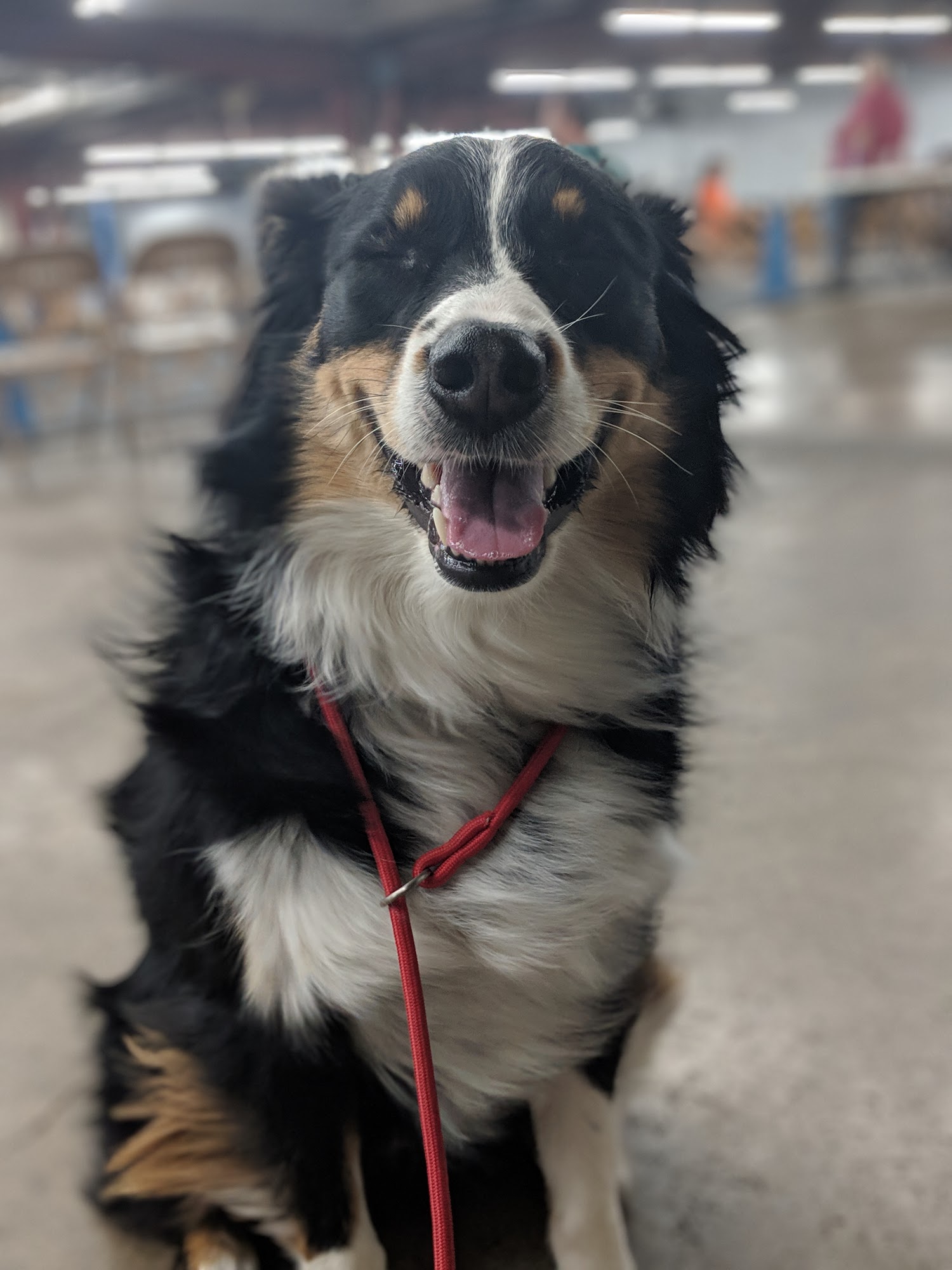 Companion Dog School of Tulsa Tulsa