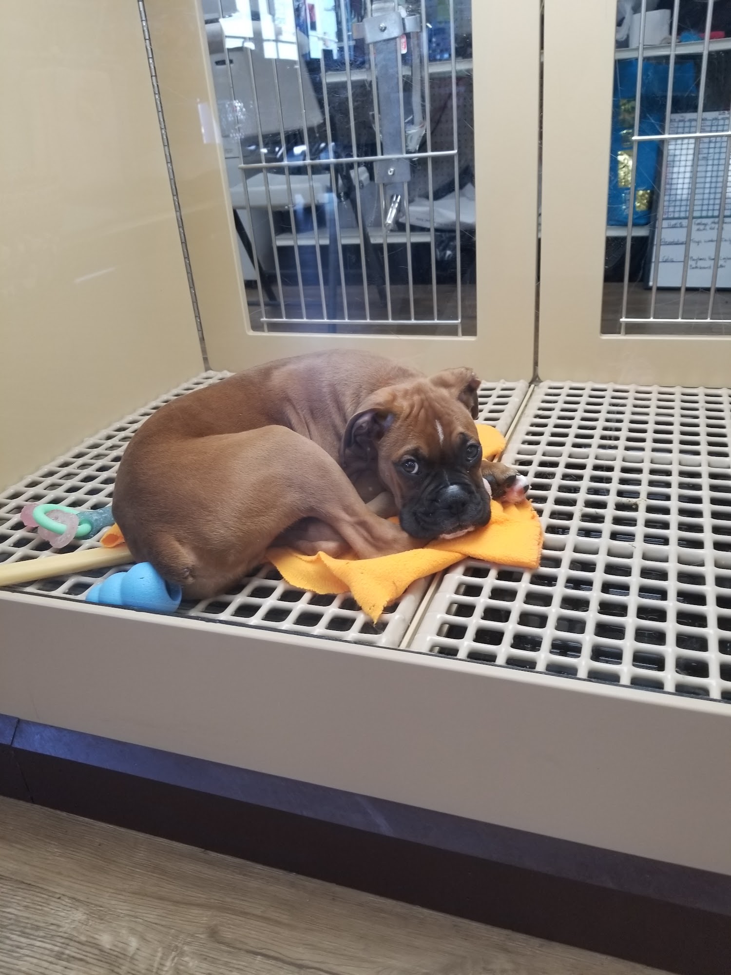 Petland Tulsa