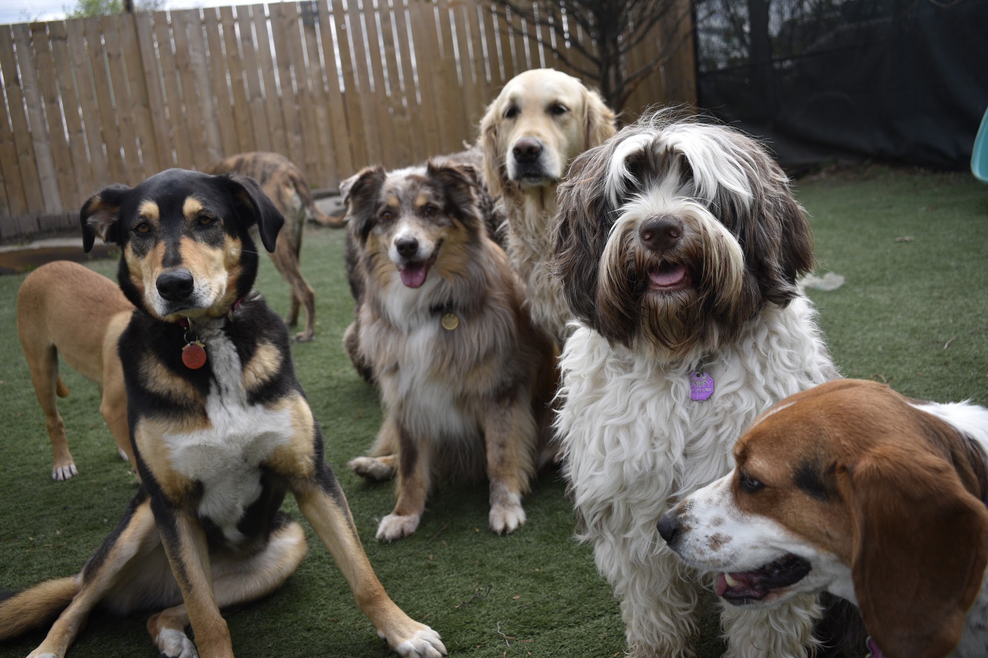 Home Buddies Doggie Day Care