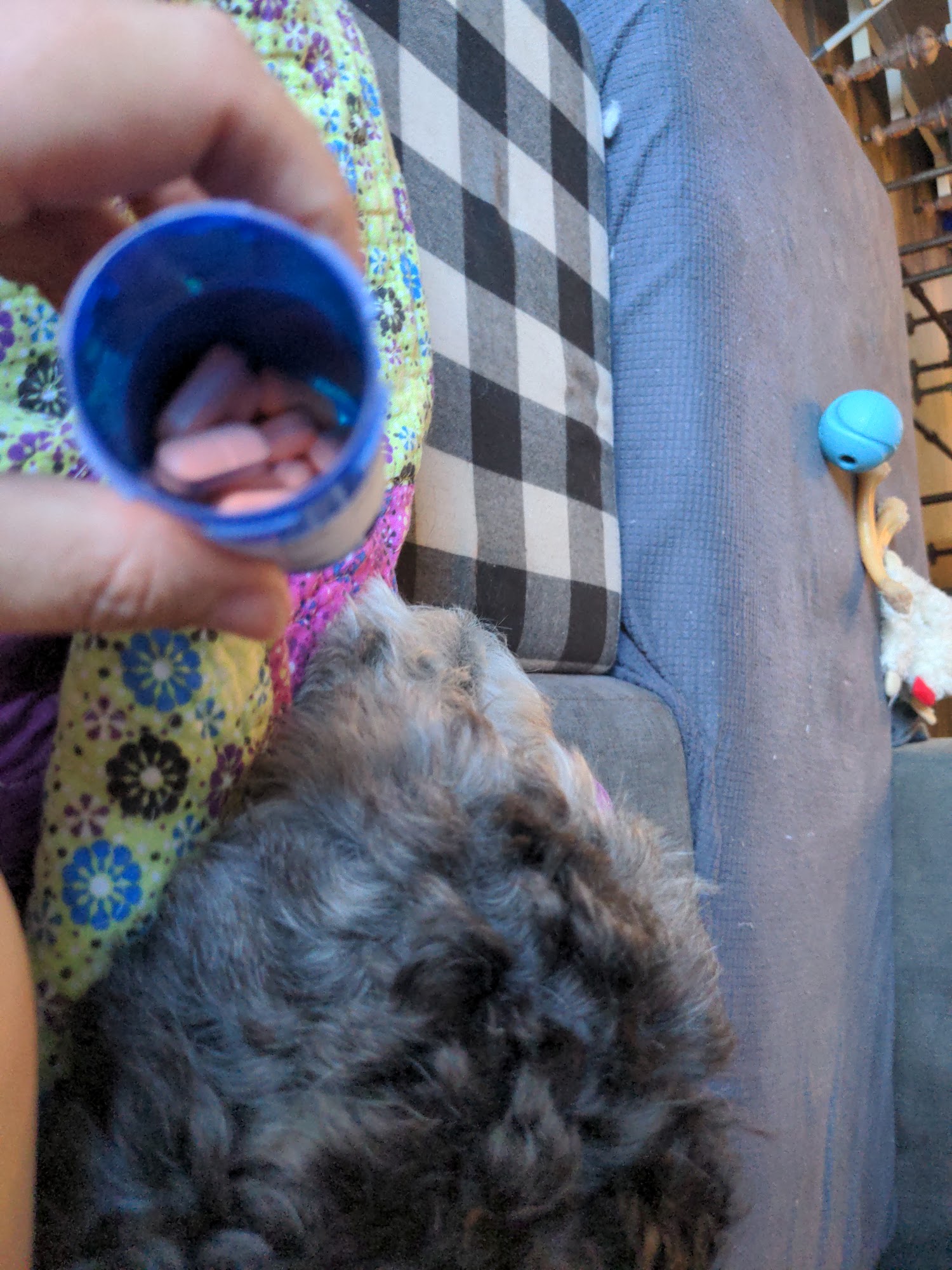 Ottawa East Pet Housecall Services Gloucester