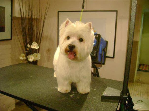 TLC Dog Grooming