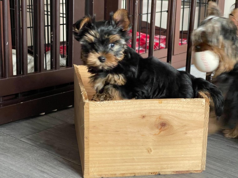 Teacup and imperial puppies for sale