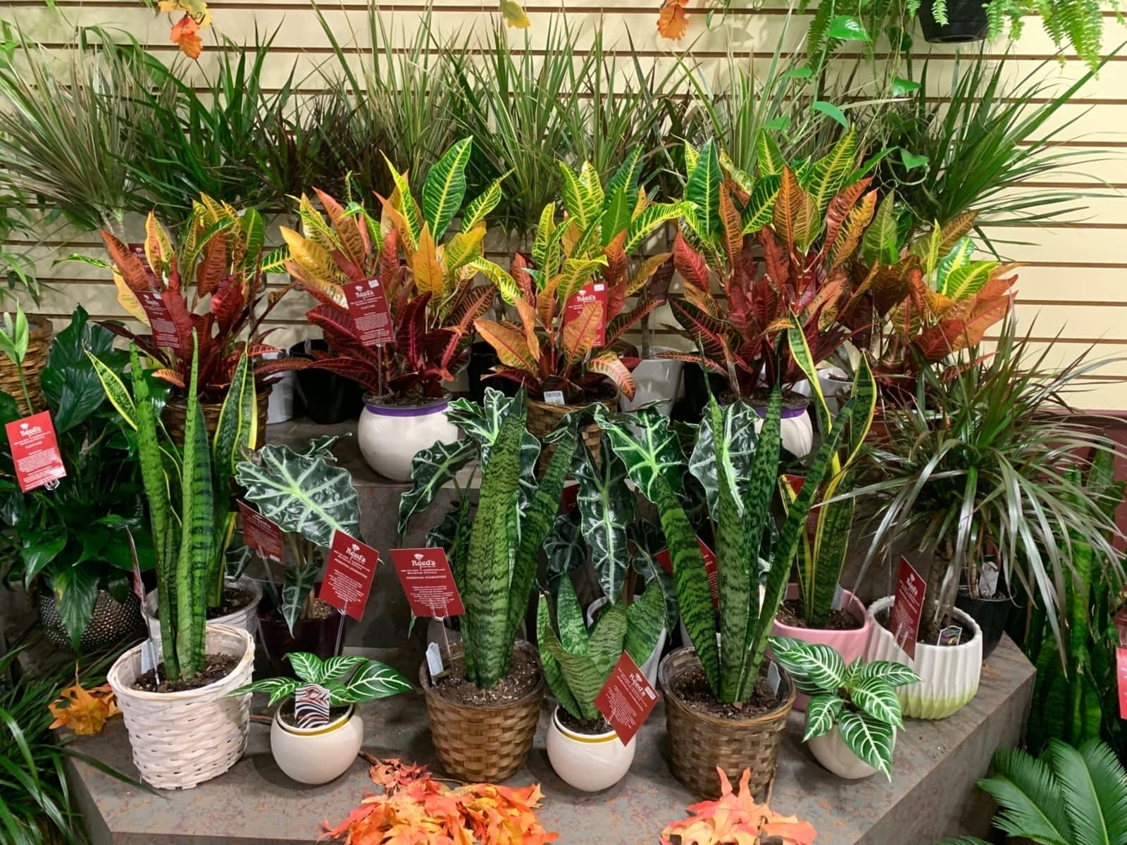 Photo credit: yellowpages.ca