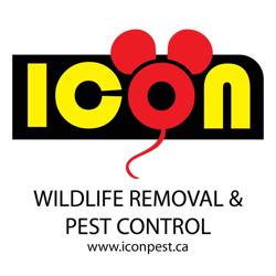 Icon pest control & wildlife removal in Scarborough