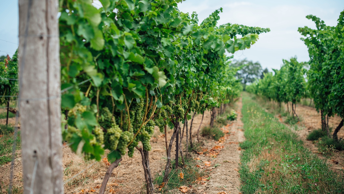 Wending Home Estate Vineyards & Winery