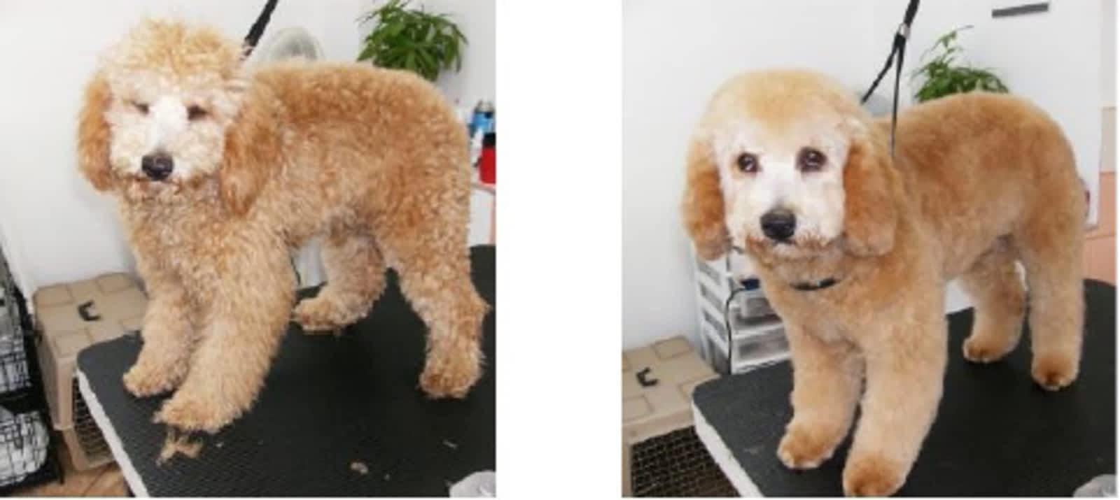 Photo credit: yellowpages.ca