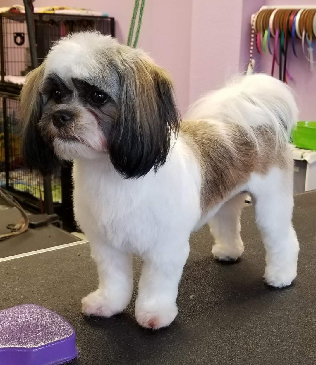 Wash Your Paws Pet Grooming Albany