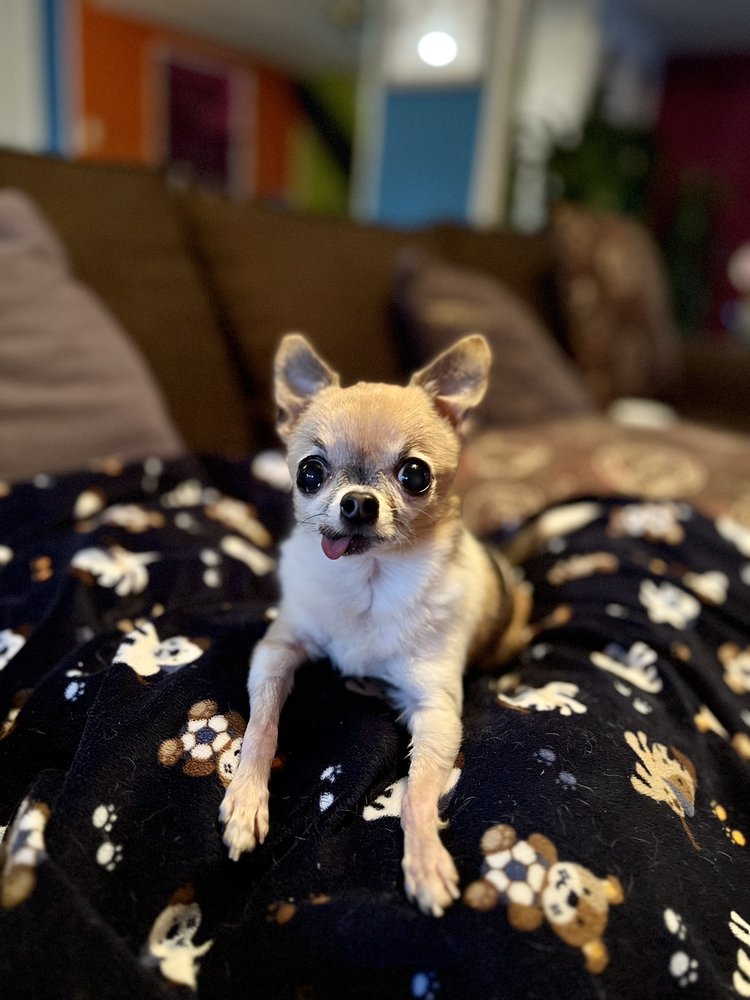 Graeber Tiffany DVM Ashland