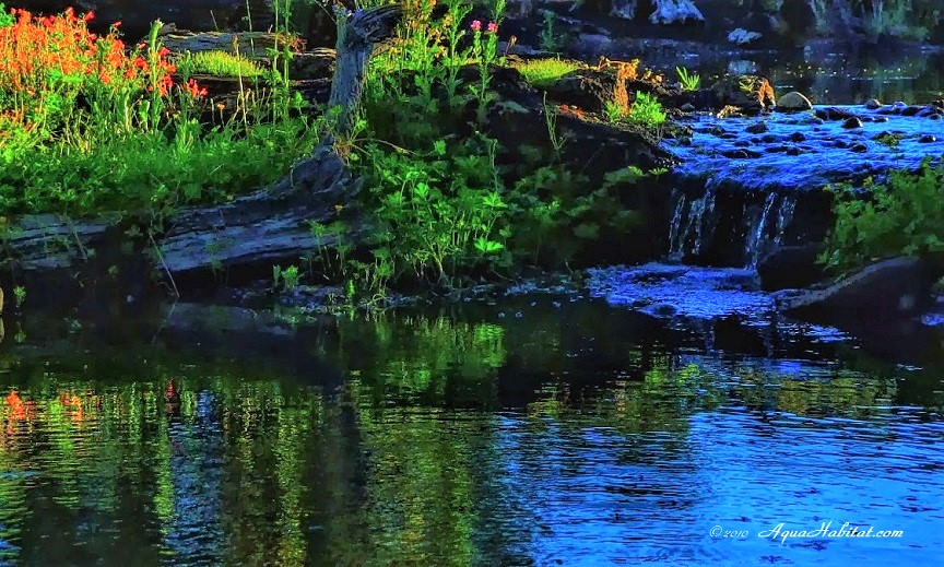 Ponds by Biologists