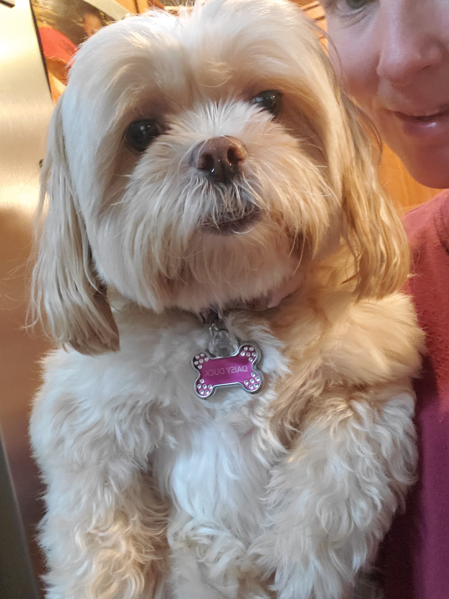 Gentle Groomer Canby