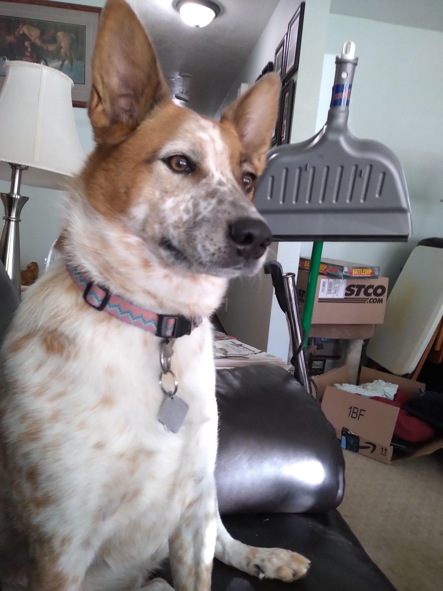 Good Neighbor Vet Eugene