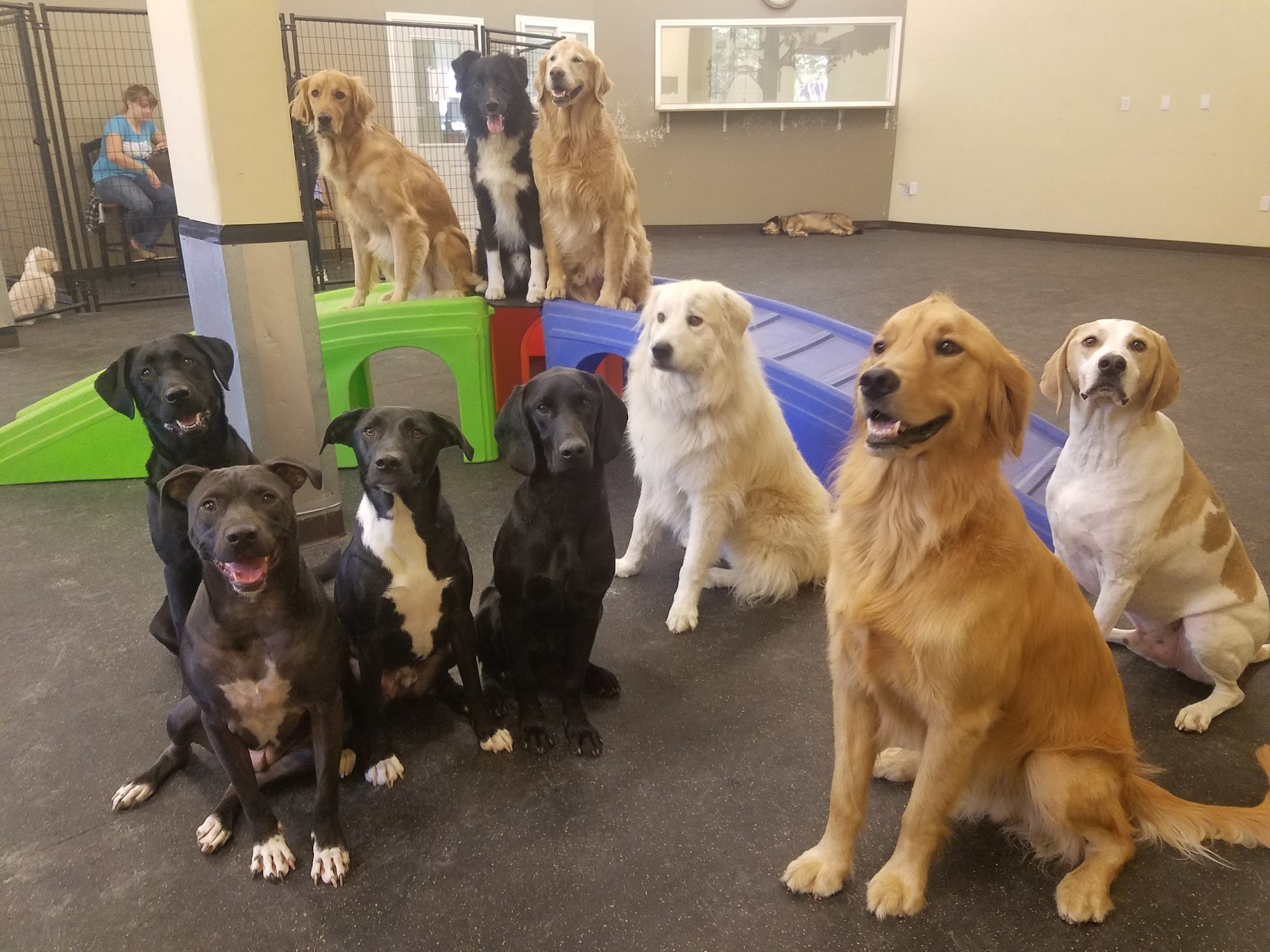 Canine Club