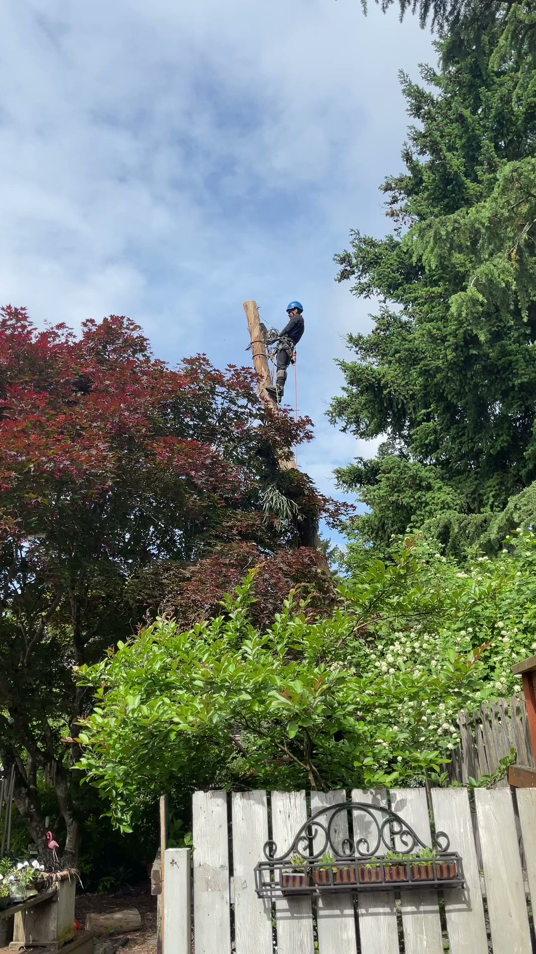 Climbing Monkeys Tree Services & Landscaping