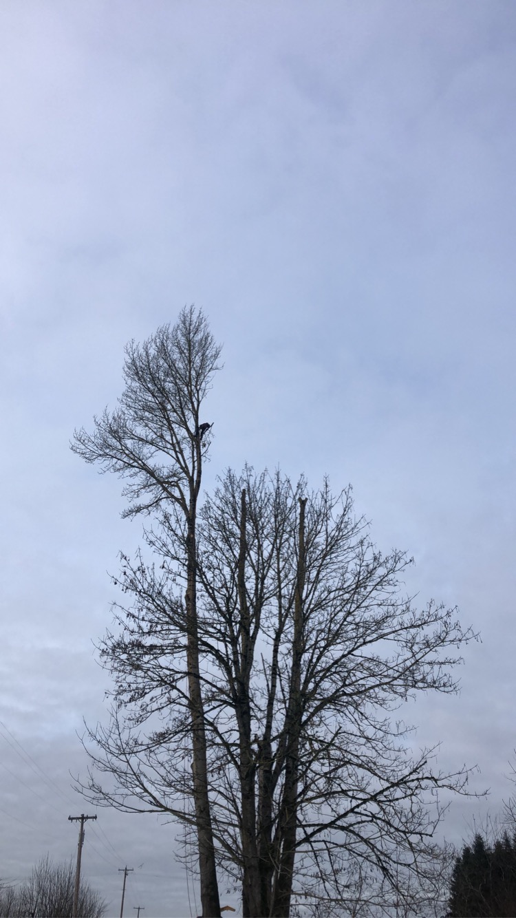 Falcon Tree Experts