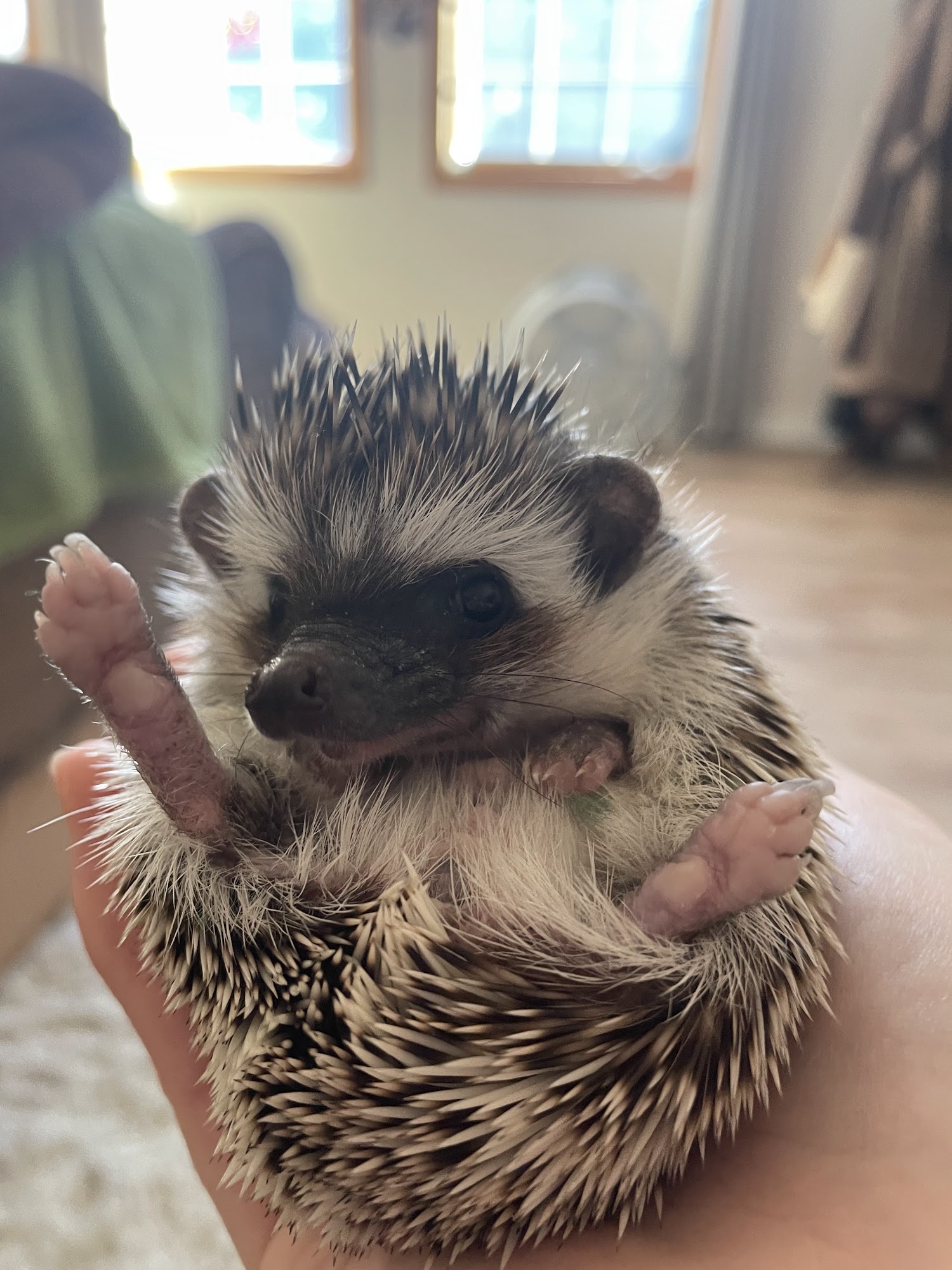rose city hedgehogs APPOINTMENT ONLY