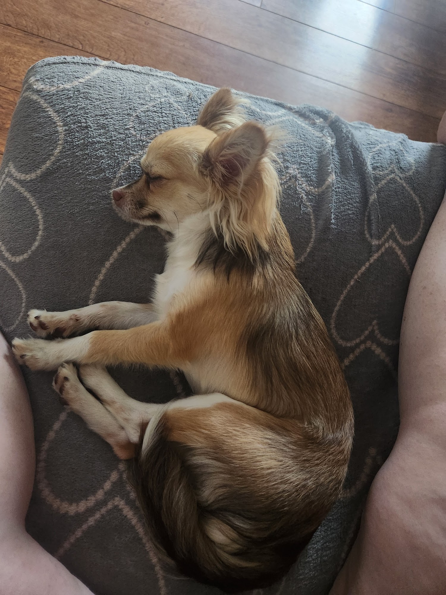 The Powerline Kennels LLC Sandy