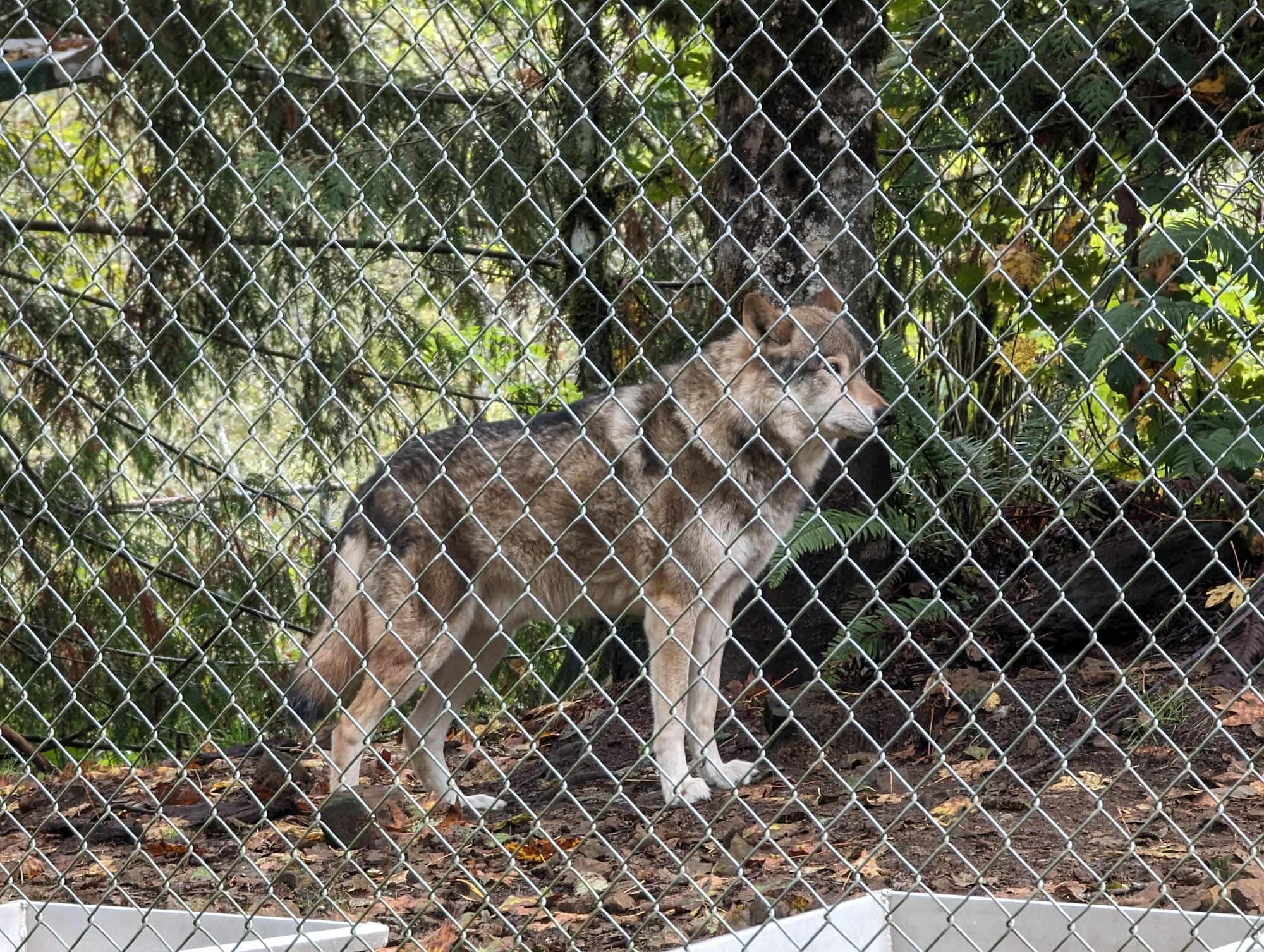 White Wolf Sanctuary 10095 E Alsea Hwy, Tidewater Oregon 97390