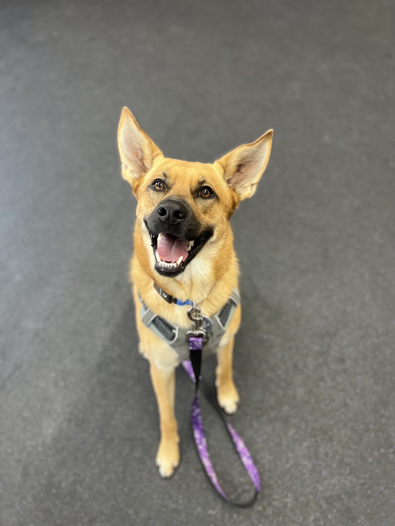 Off Leash K9 Training, Lehigh Valley Allentown