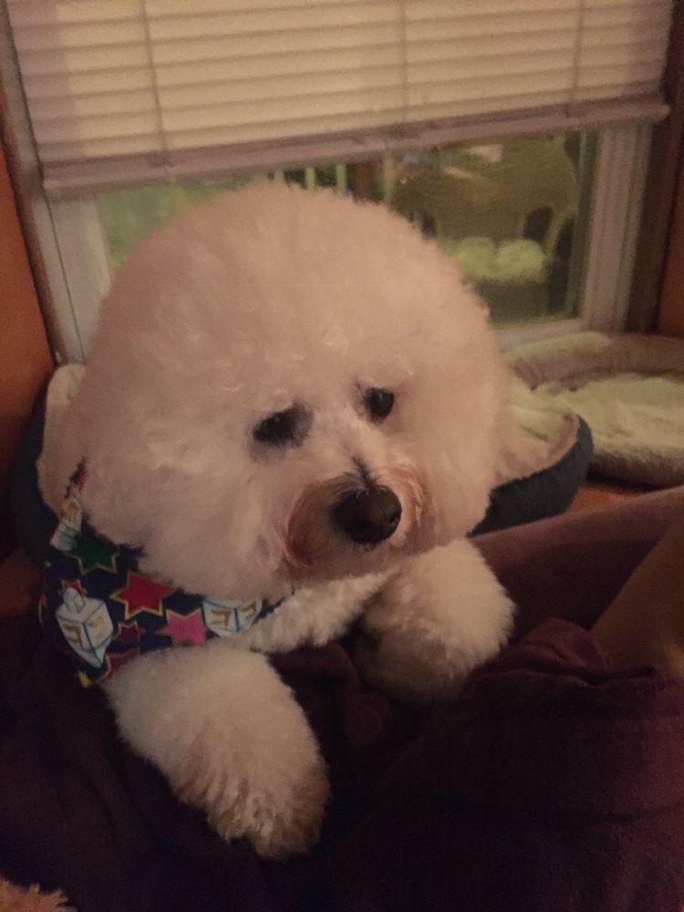 Ardmore Grooming Station Ardmore