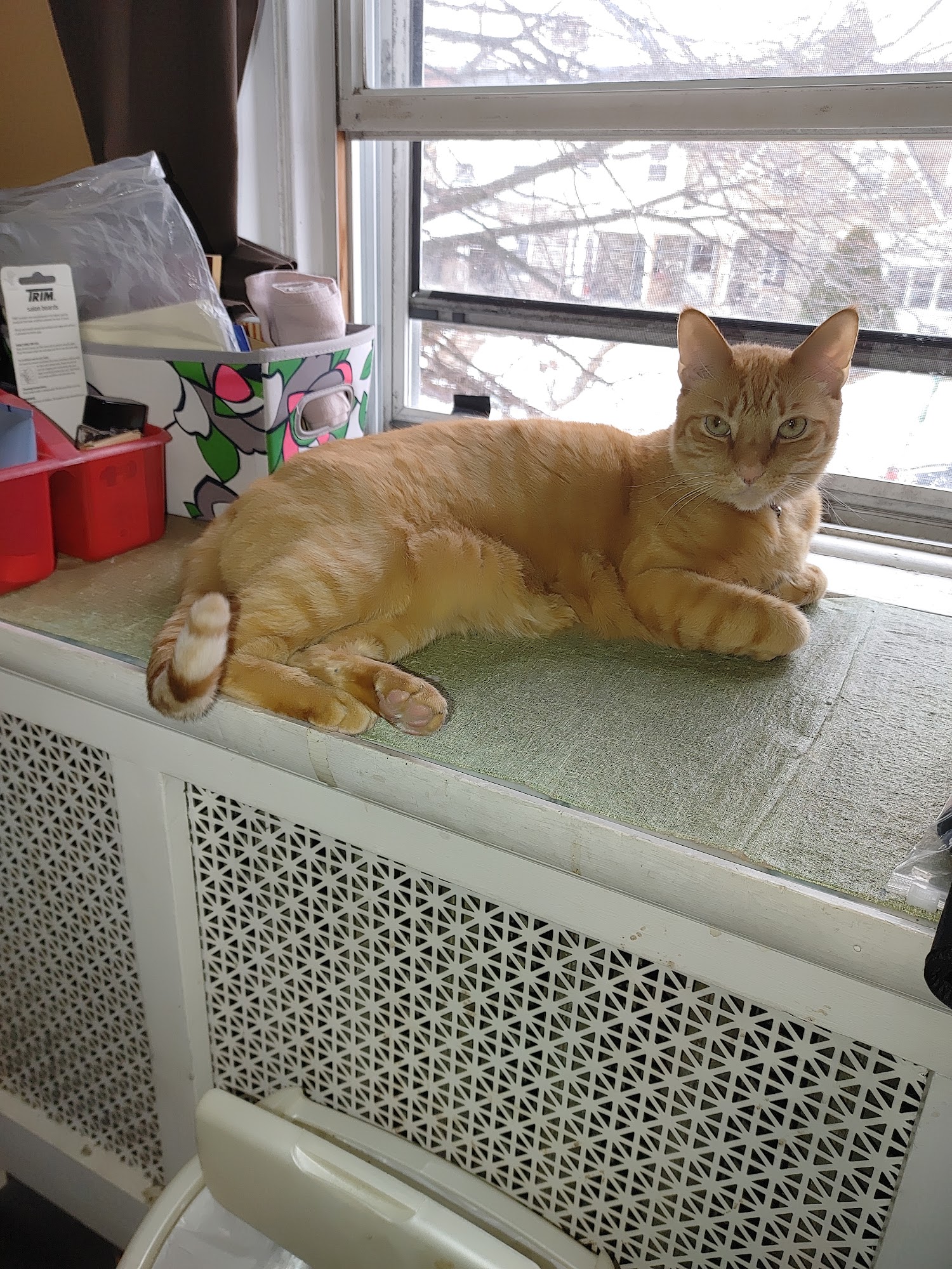 Ardmore Animal Hospital Ardmore