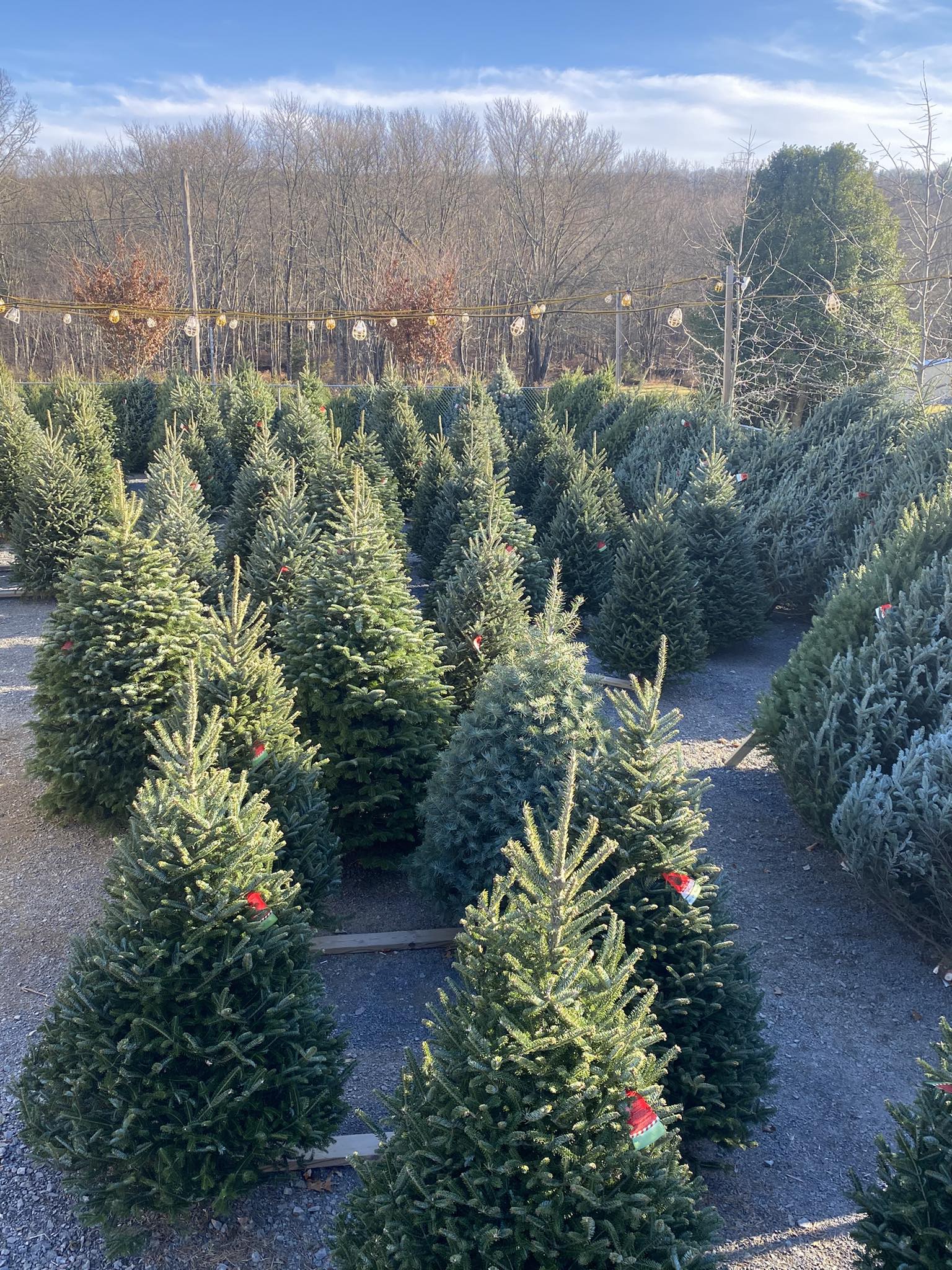 Evergreen Acres Christmas Trees 135 Fort Lebanon Rd, Auburn Pennsylvania 17922