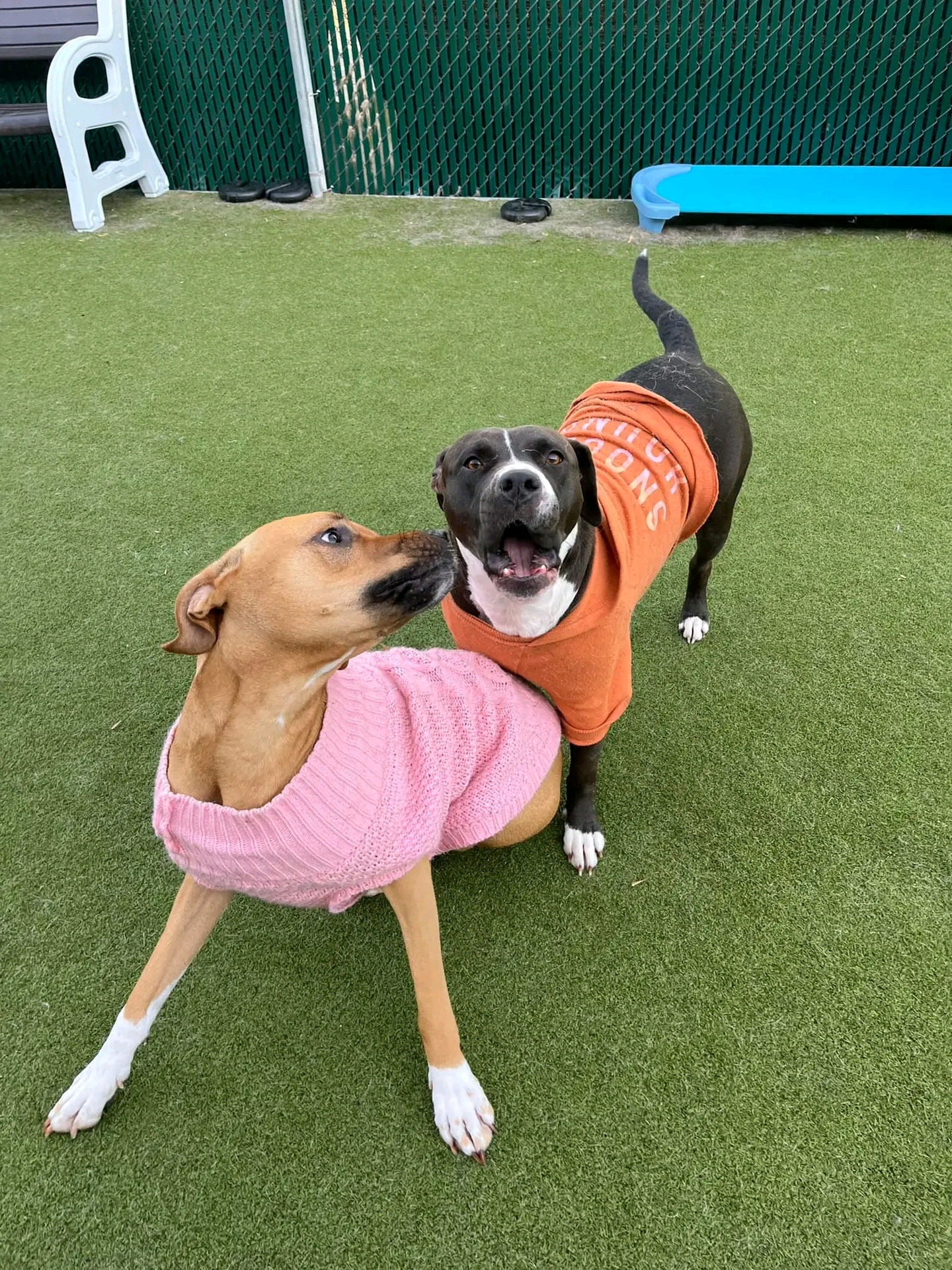 Puppy Palace Doggie Day Care Bethlehem