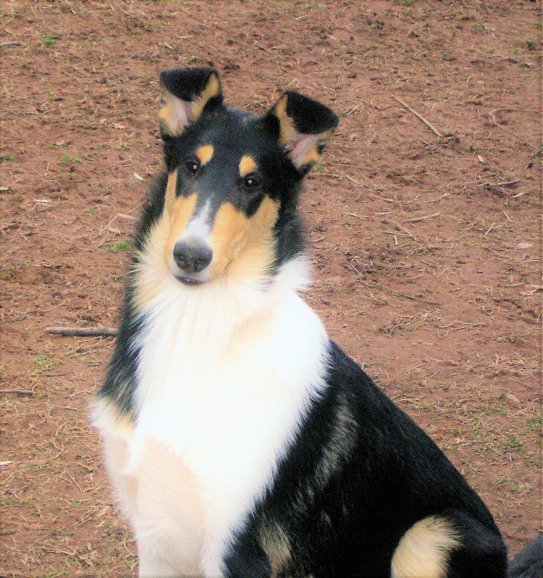 Cocalico Pet Companion LLC Birdsboro