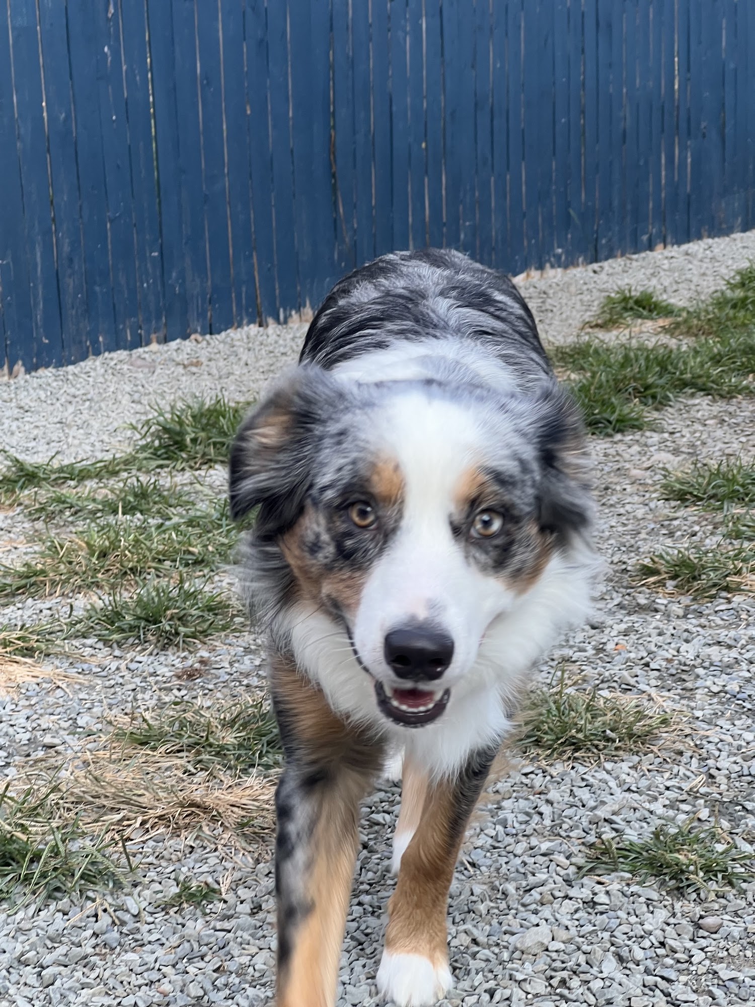 Puppy Paradise Blakely