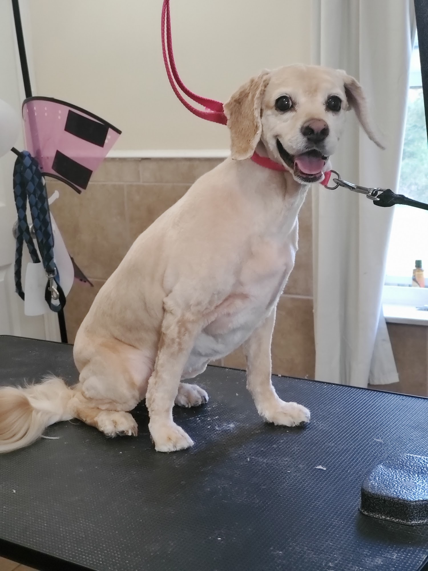 Pawsitively naturals dog spa and grooming 2402 PA-390, Canadensis Pennsylvania 18325