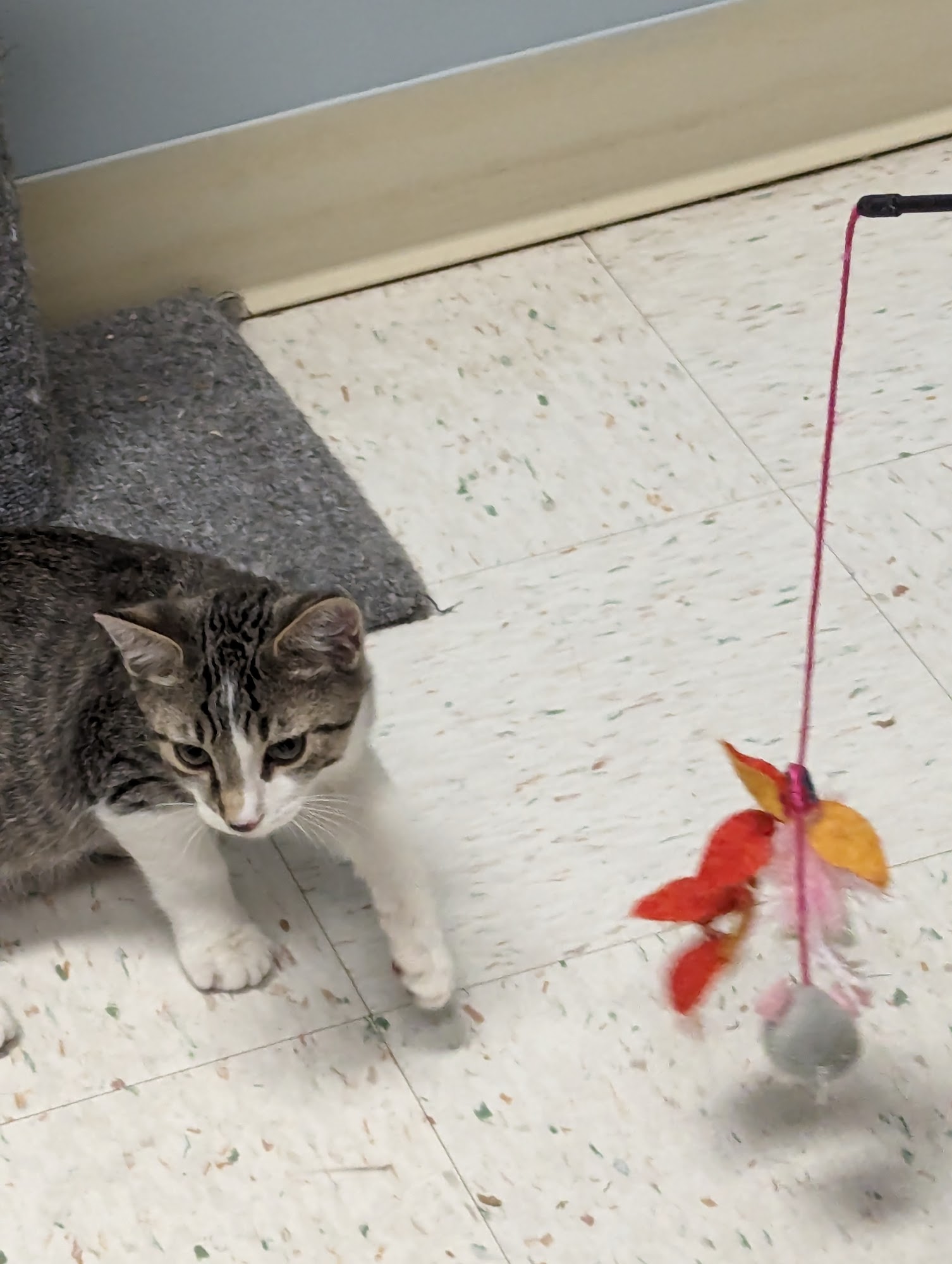 Cumberland Valley Animal Shelter