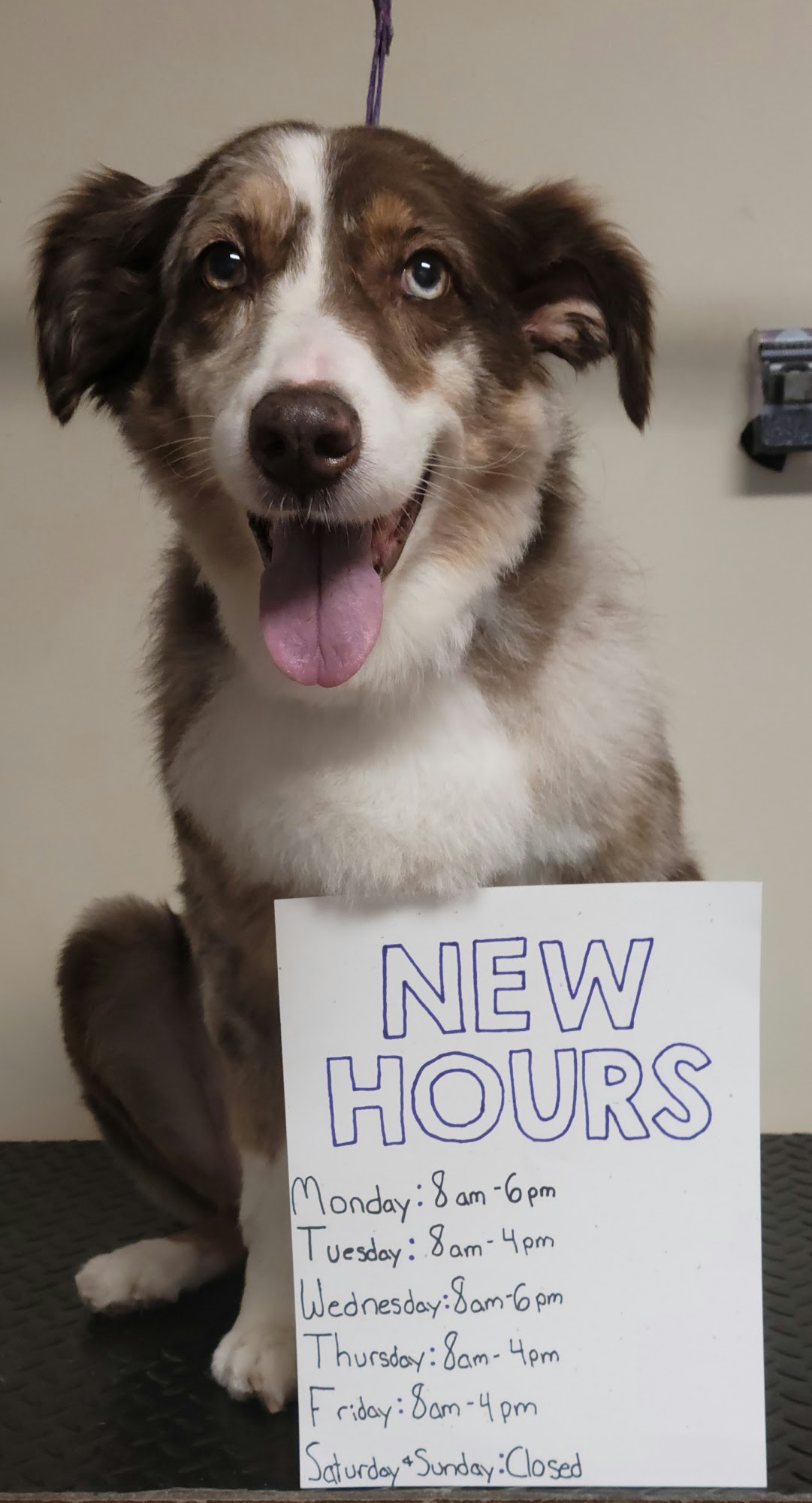 Lucky Paws Grooming LLC Clarks Summit