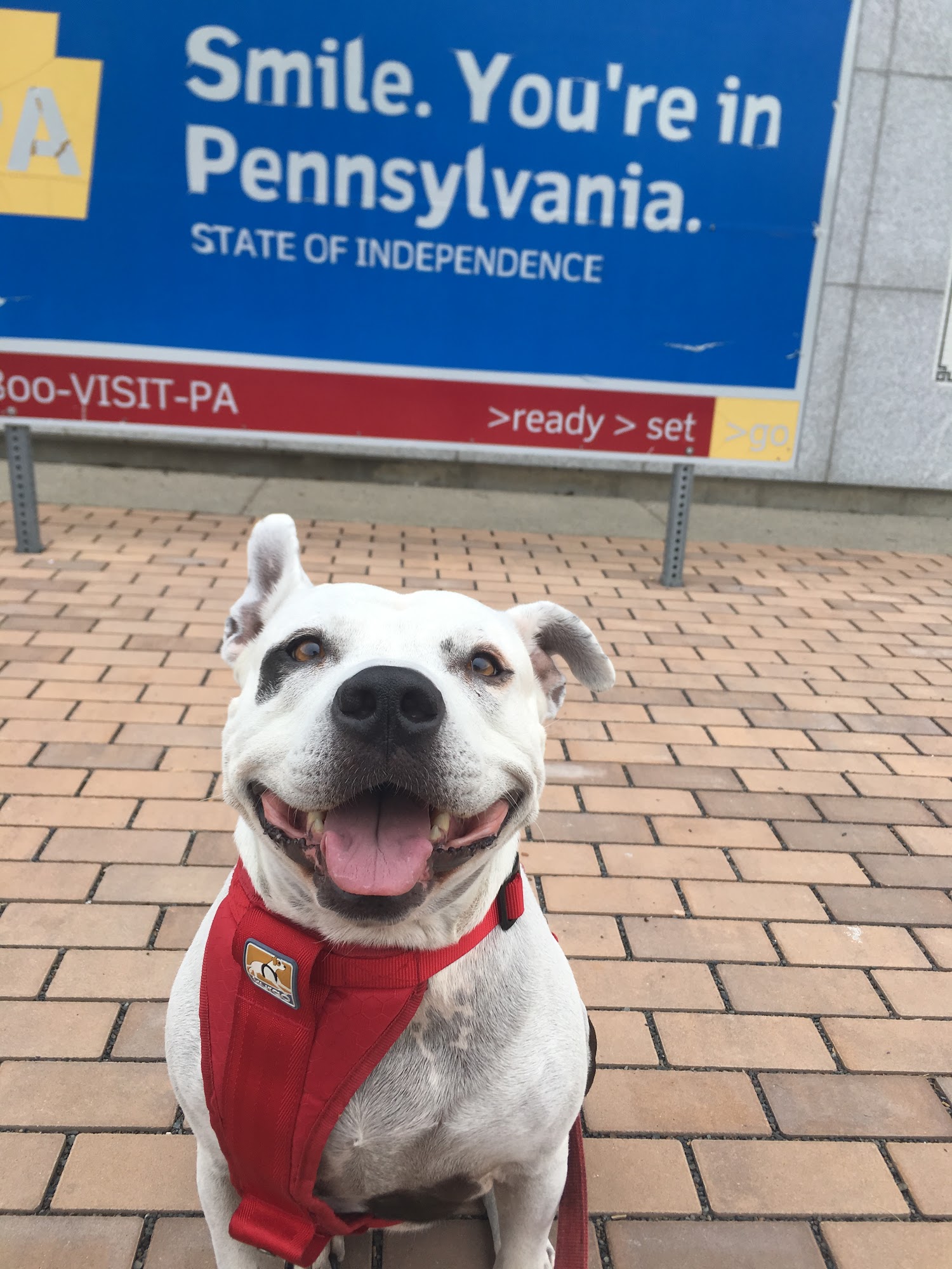 BarksTown Country Clarks Summit