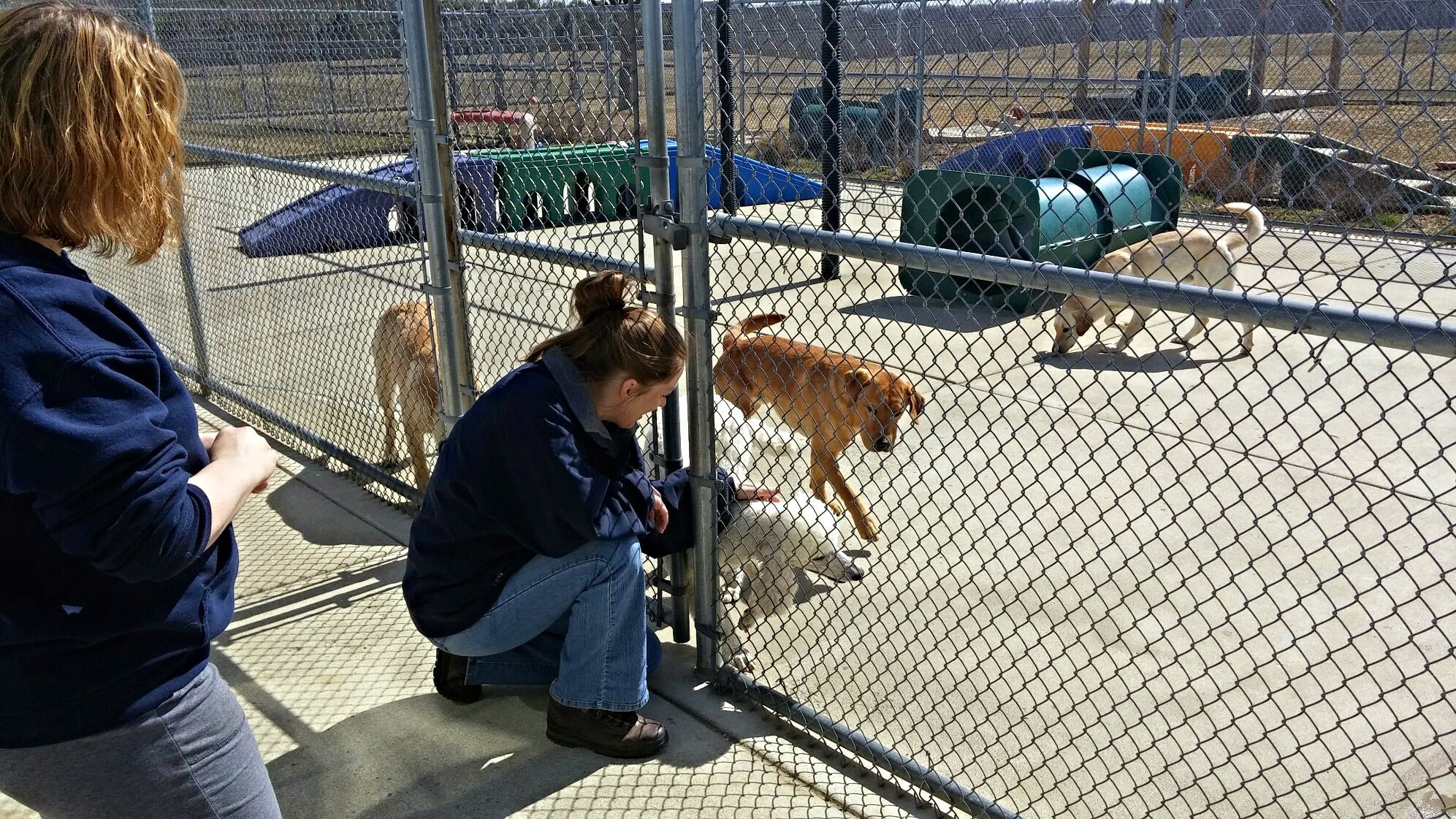 Canine Partners For Life